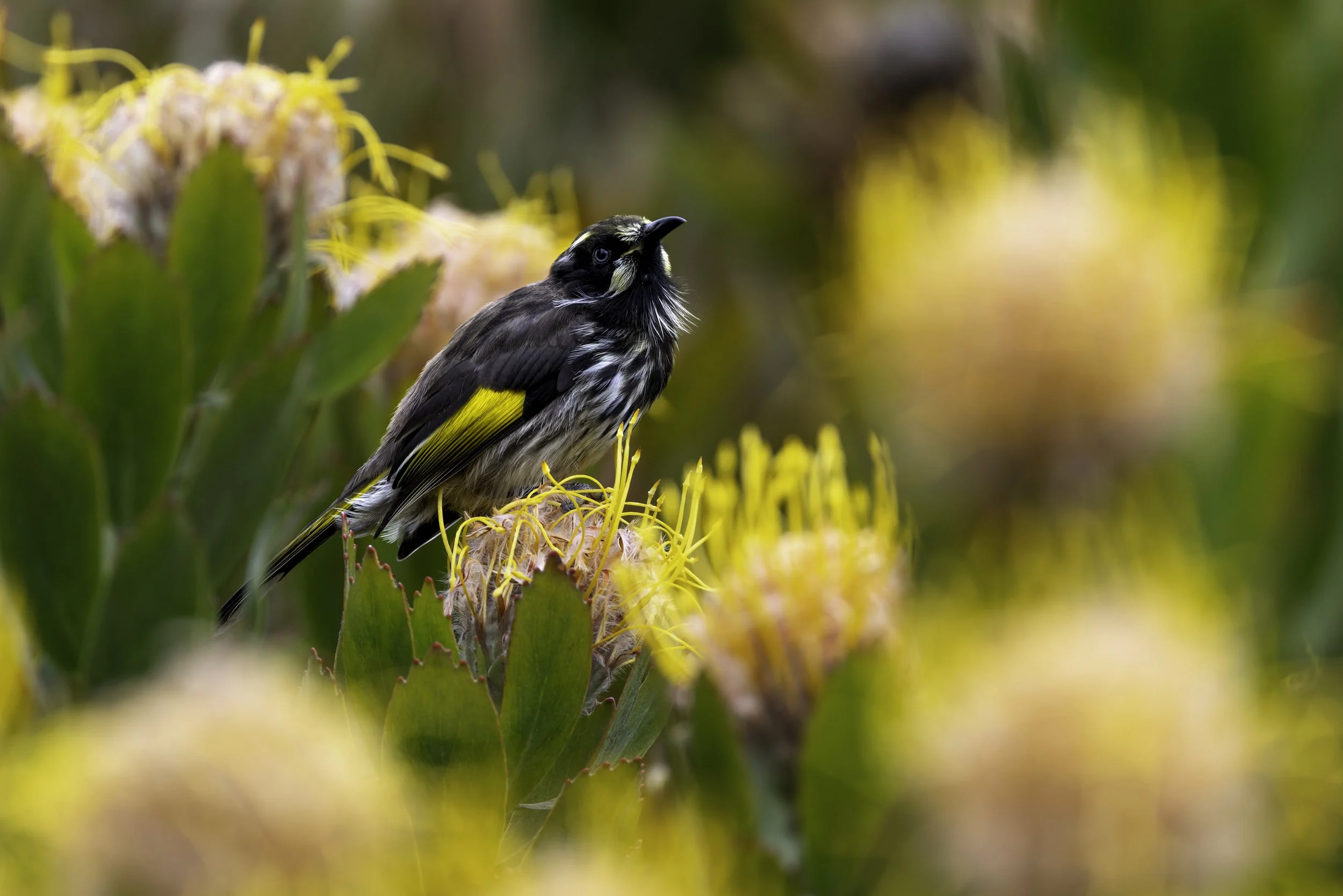 _34A0093 1-CR3_DxO_DeepPRIME.jpg