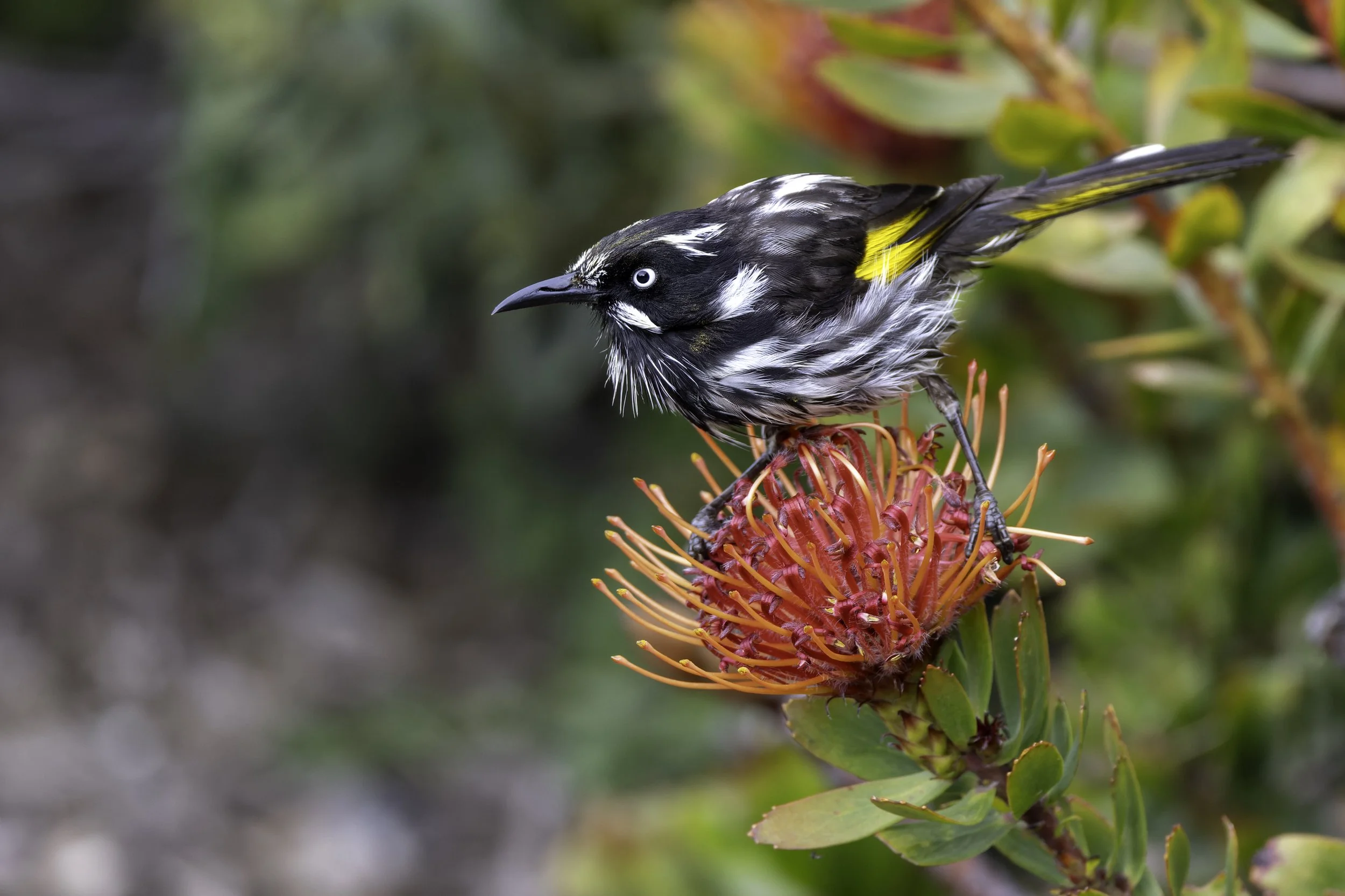 _34A0002 1-CR3_DxO_DeepPRIME.jpg