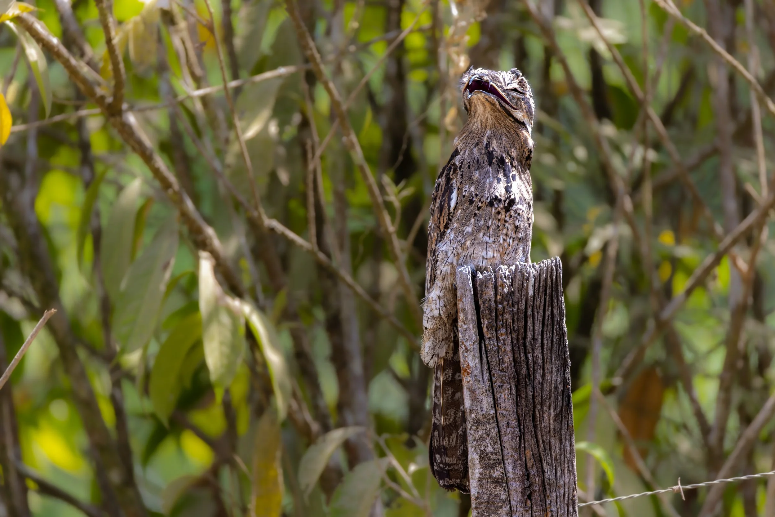 Common Potoo