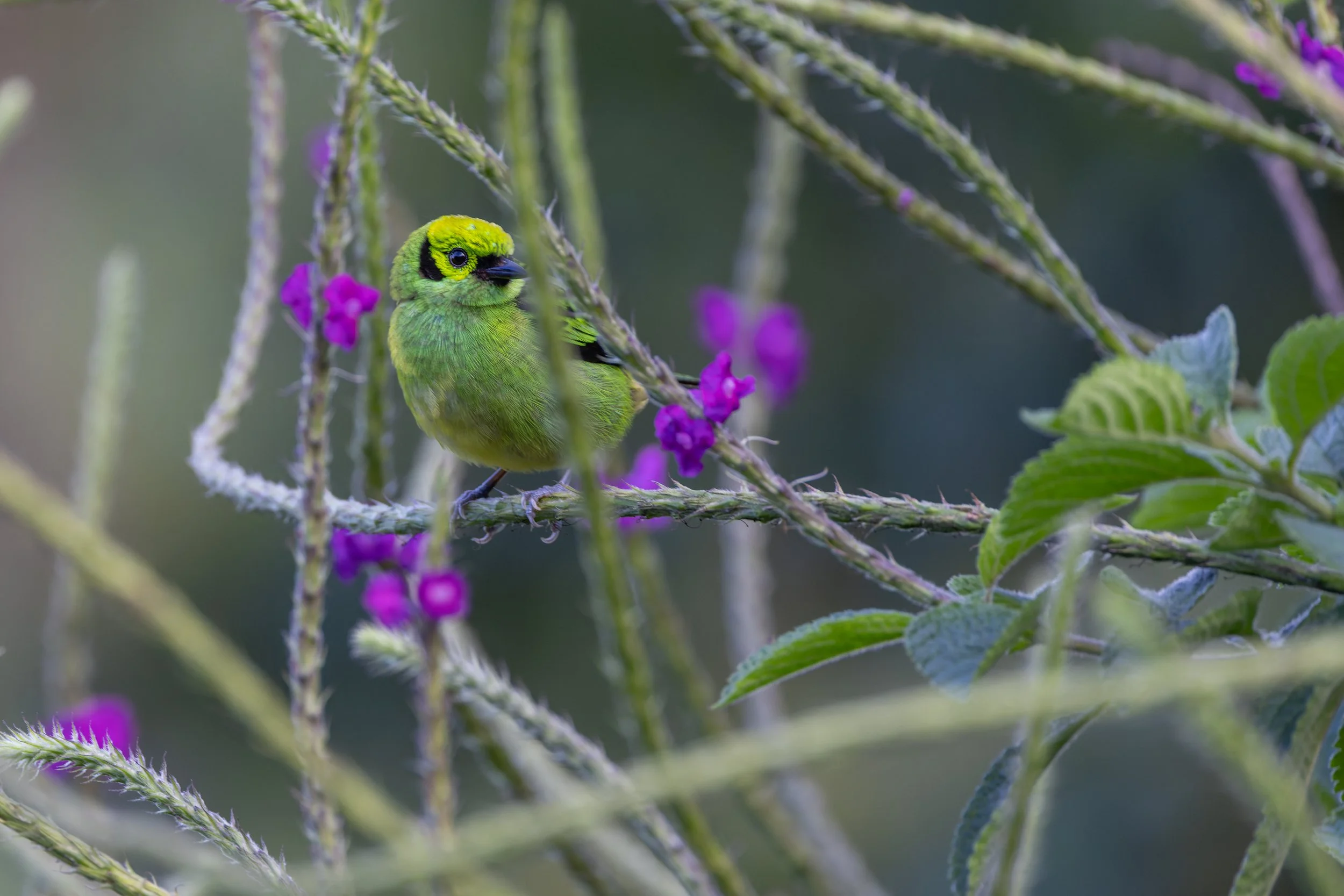 Emerald Tanager