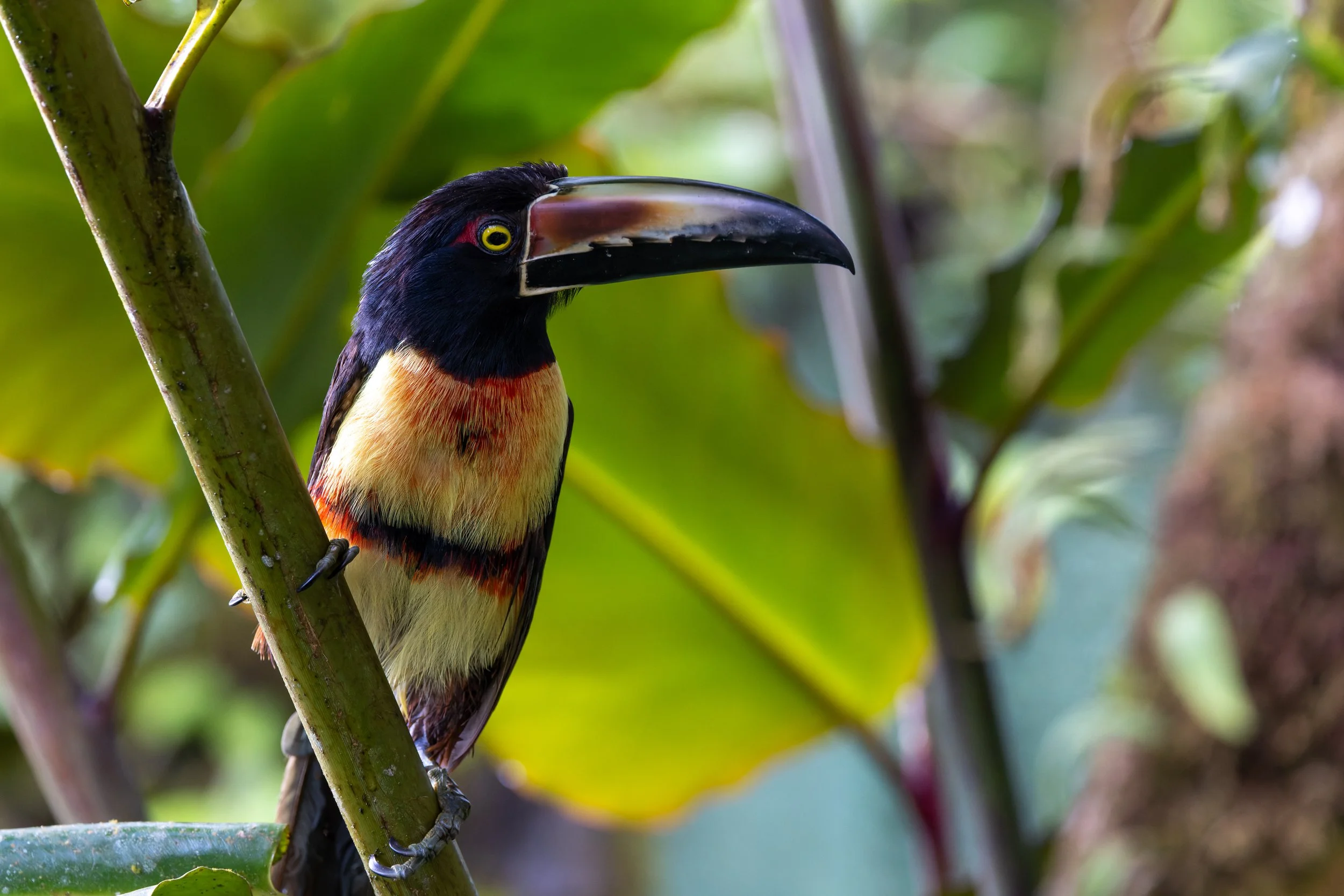 Collared Aracari