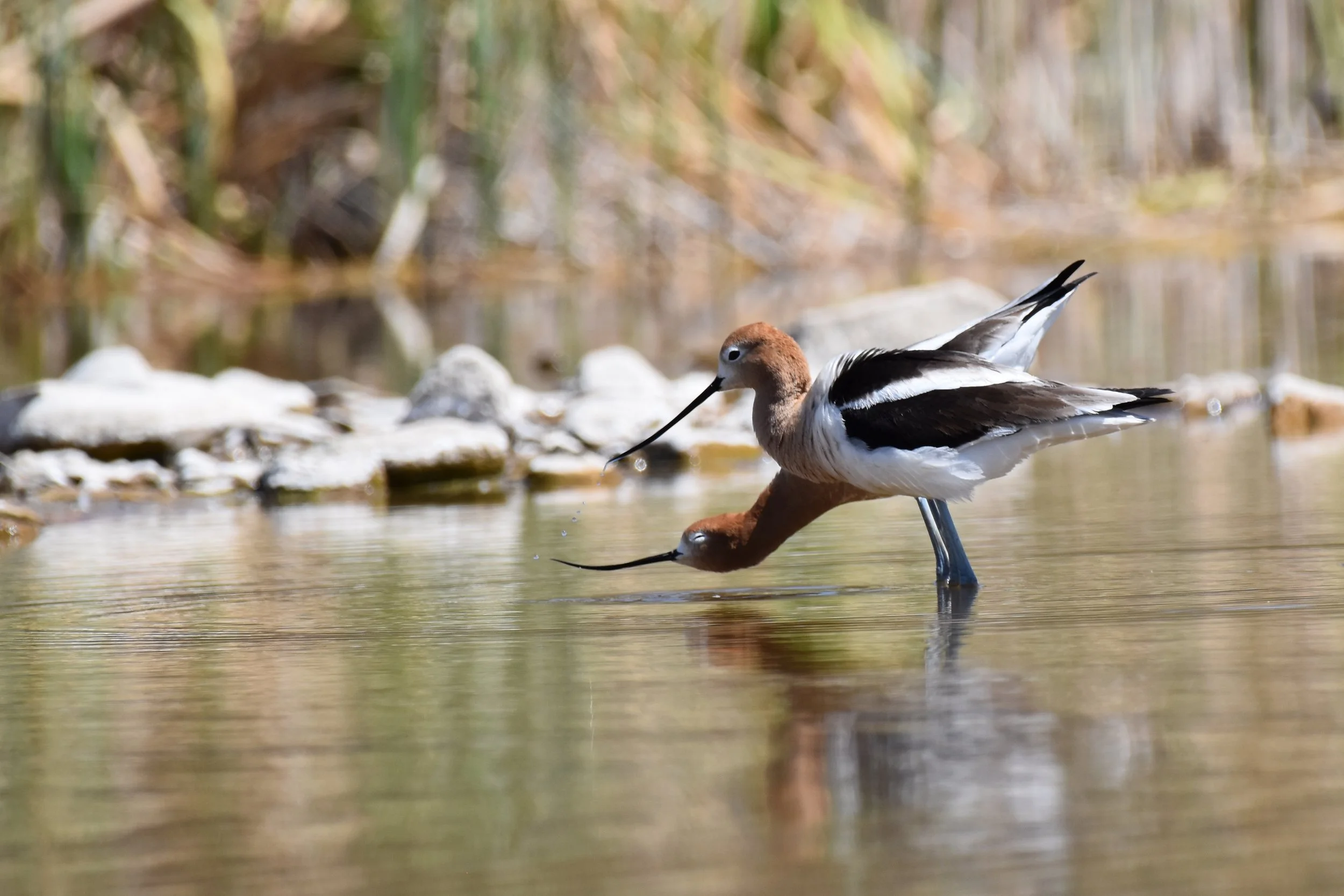American Avocet