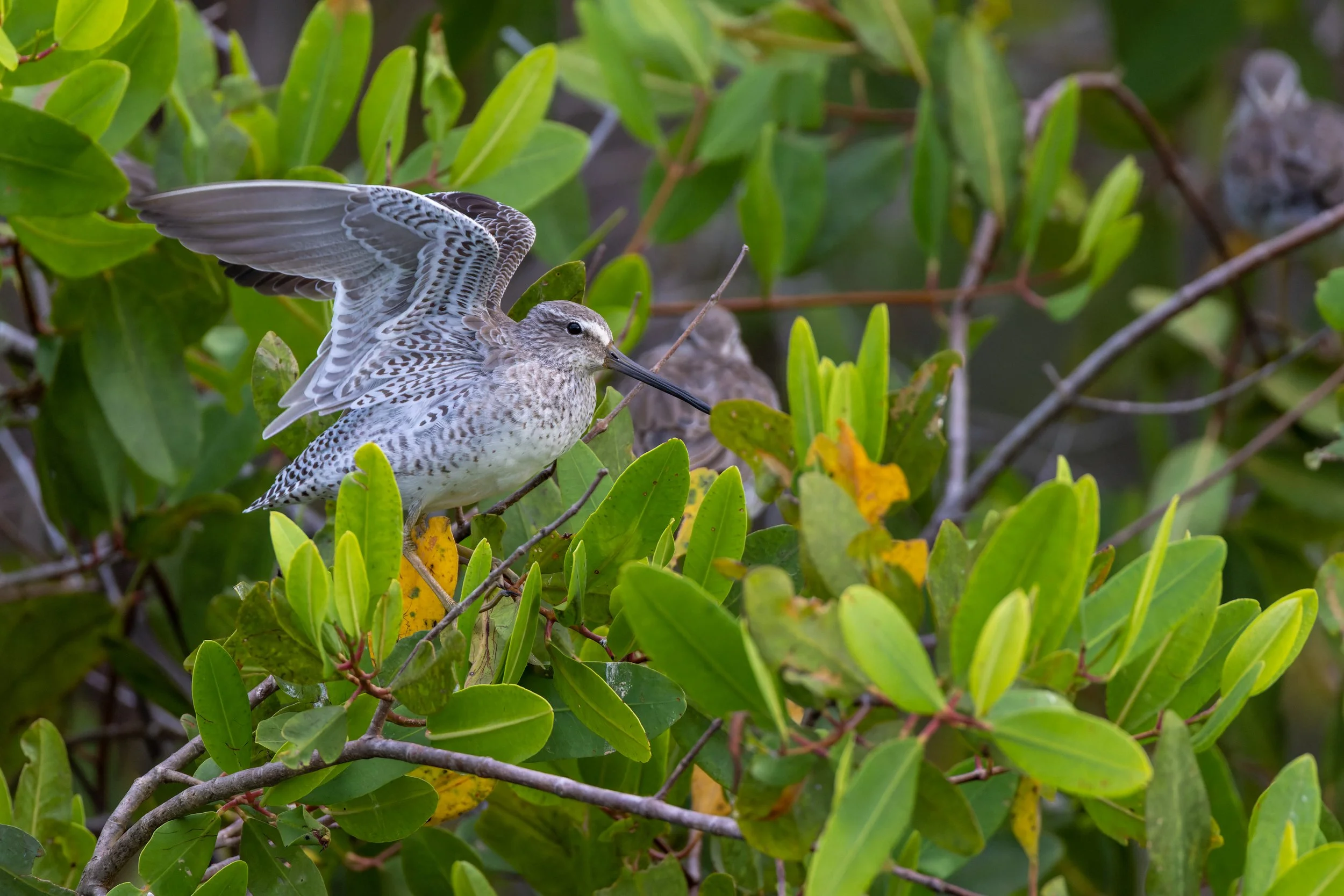 Willet