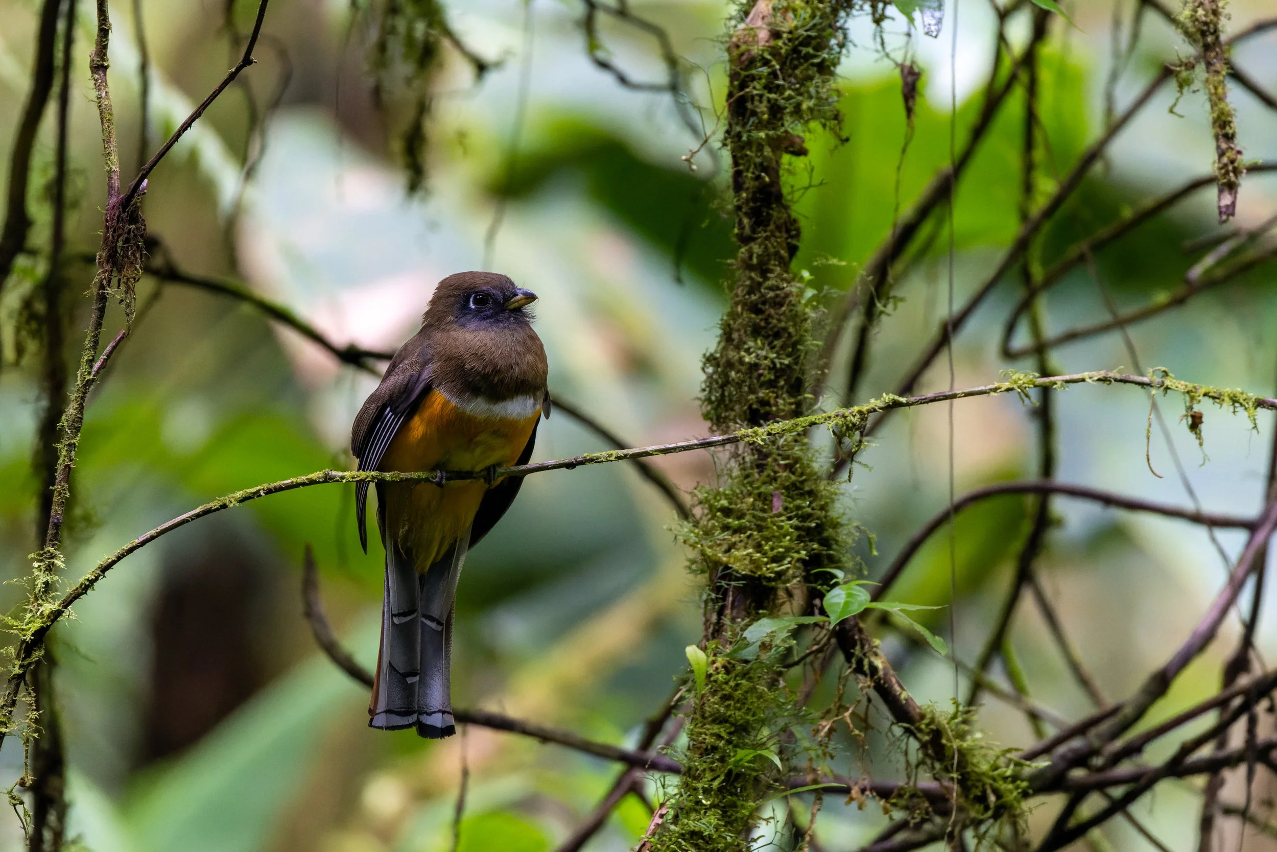 Orange-bellied Trogon