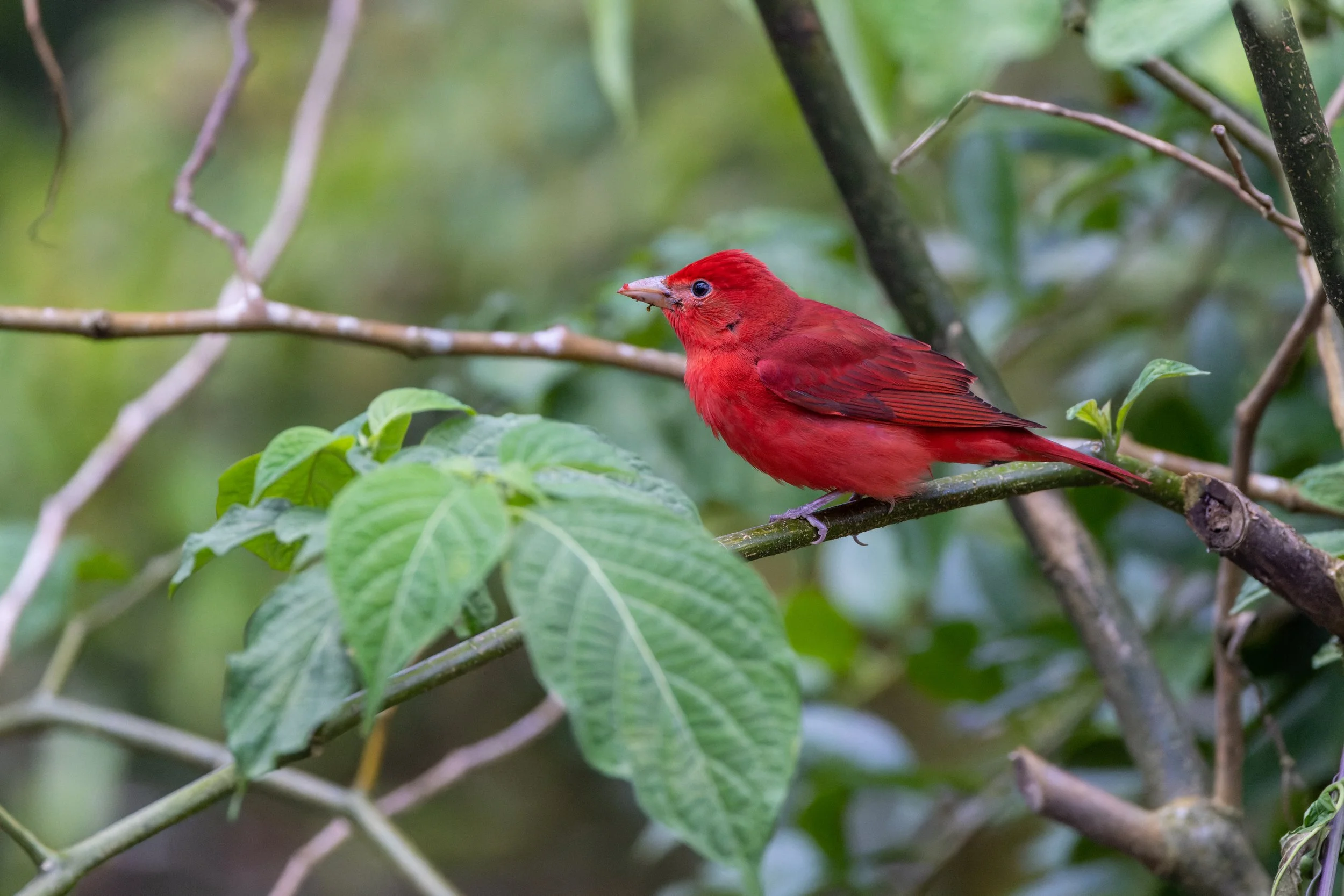Summer Tanager