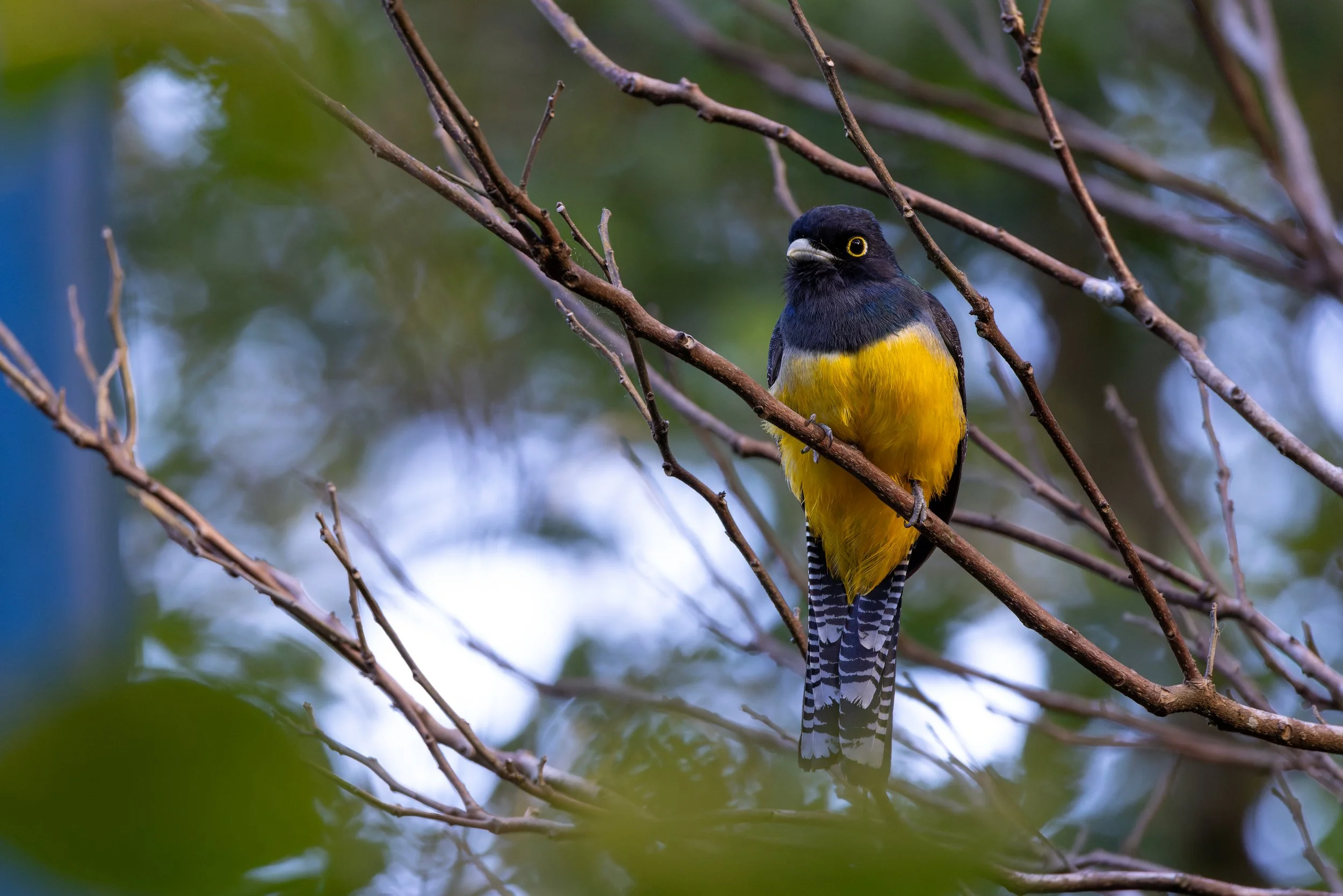 Gartered Trogon