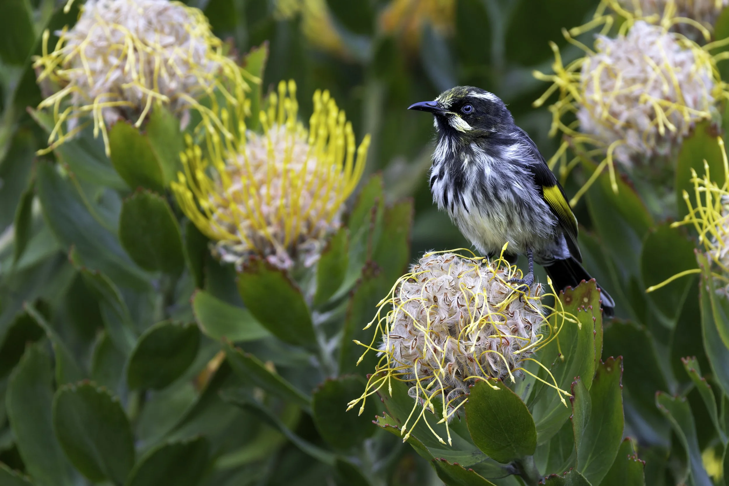 _34A0012 3-CR3_DxO_DeepPRIME.jpg