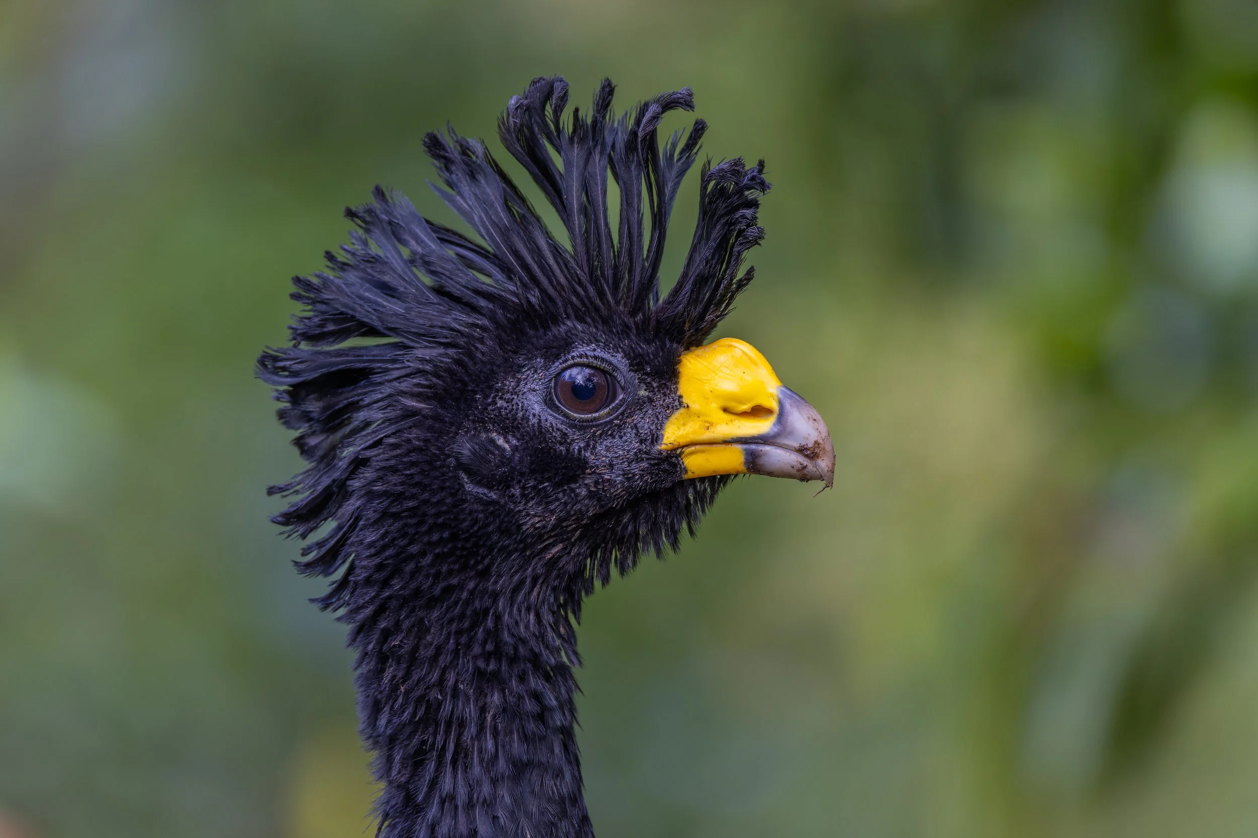 Great Currasow