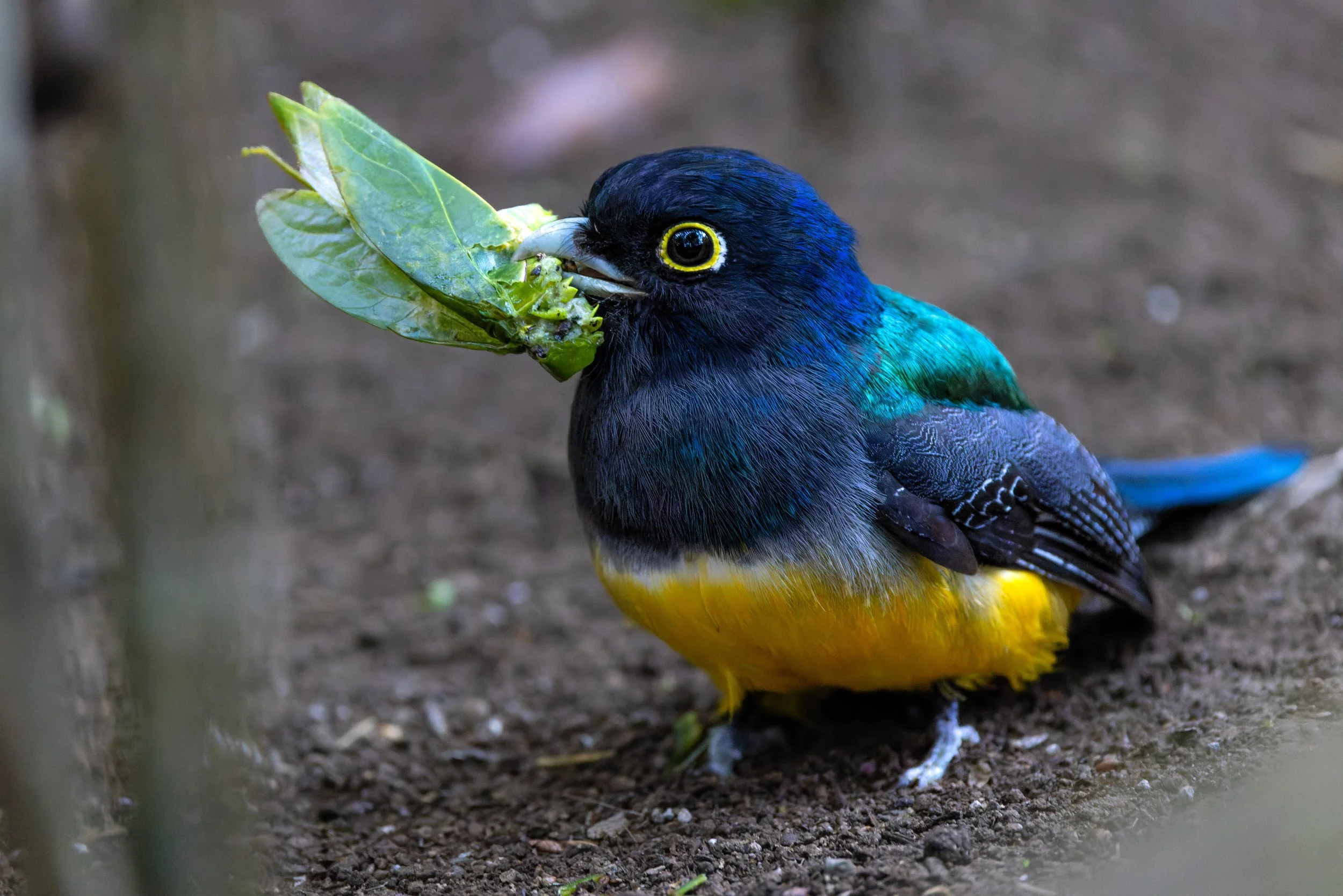 Gartered Trogon