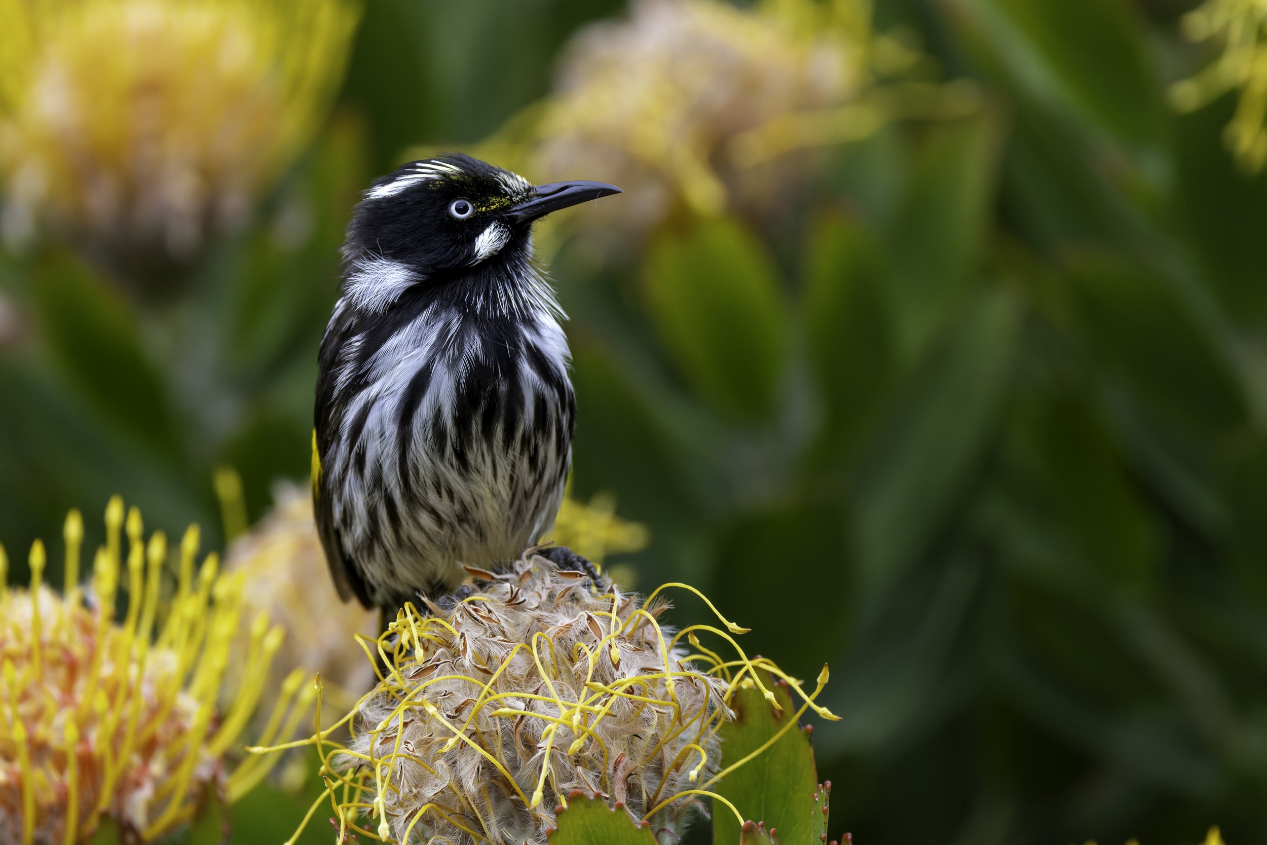 _34A0055 1-CR3_DxO_DeepPRIME.jpg