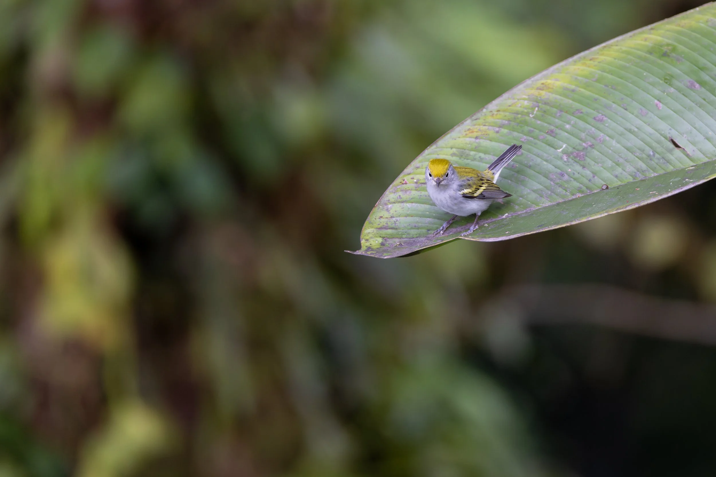 Chestnute-sided Warbler
