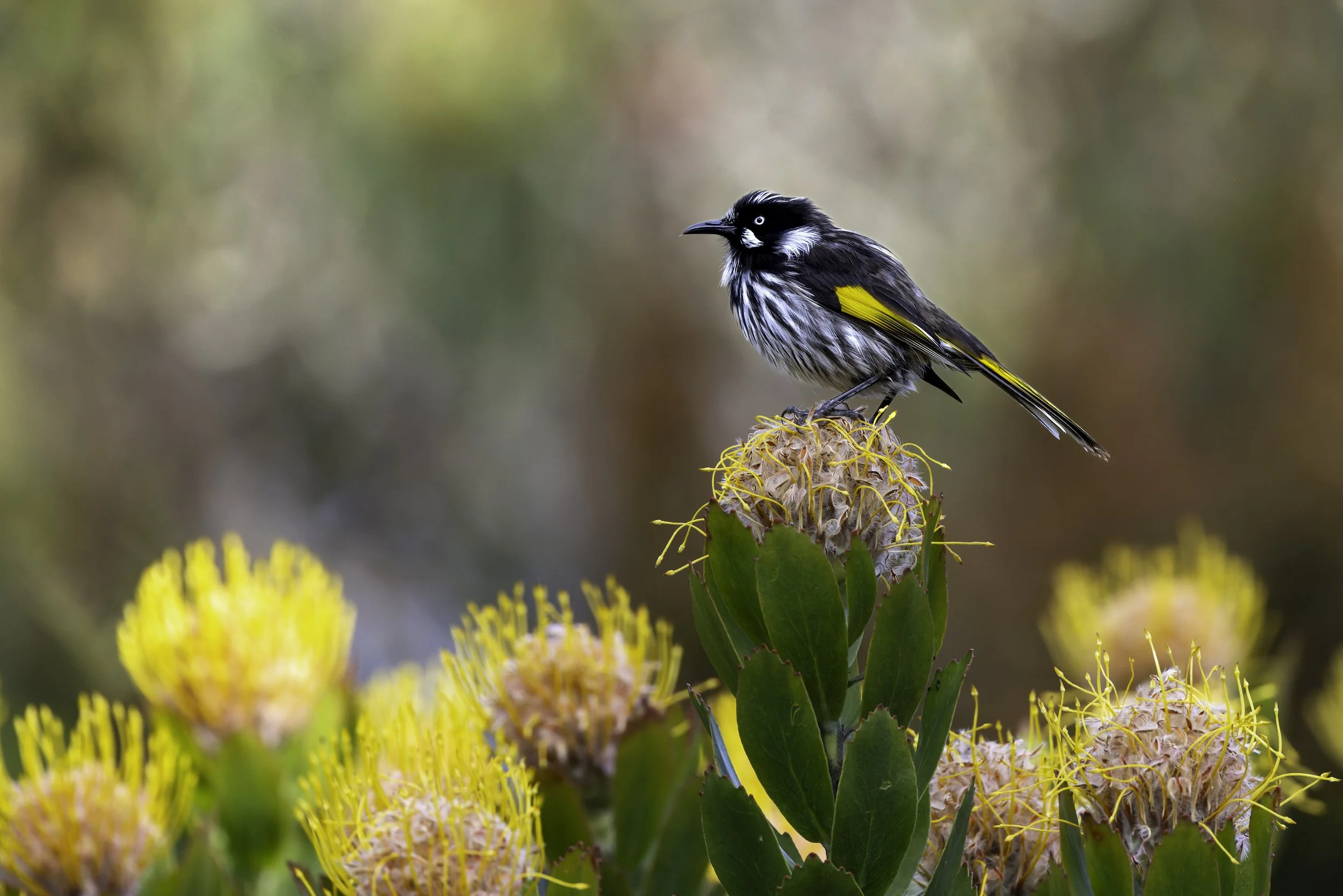 _34A9945 2-CR3_DxO_DeepPRIME.jpg