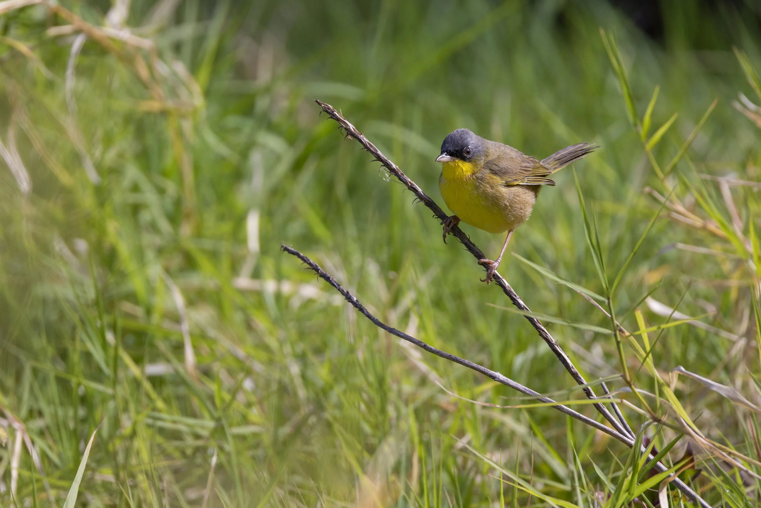 Gray-crowned Yellowthroat