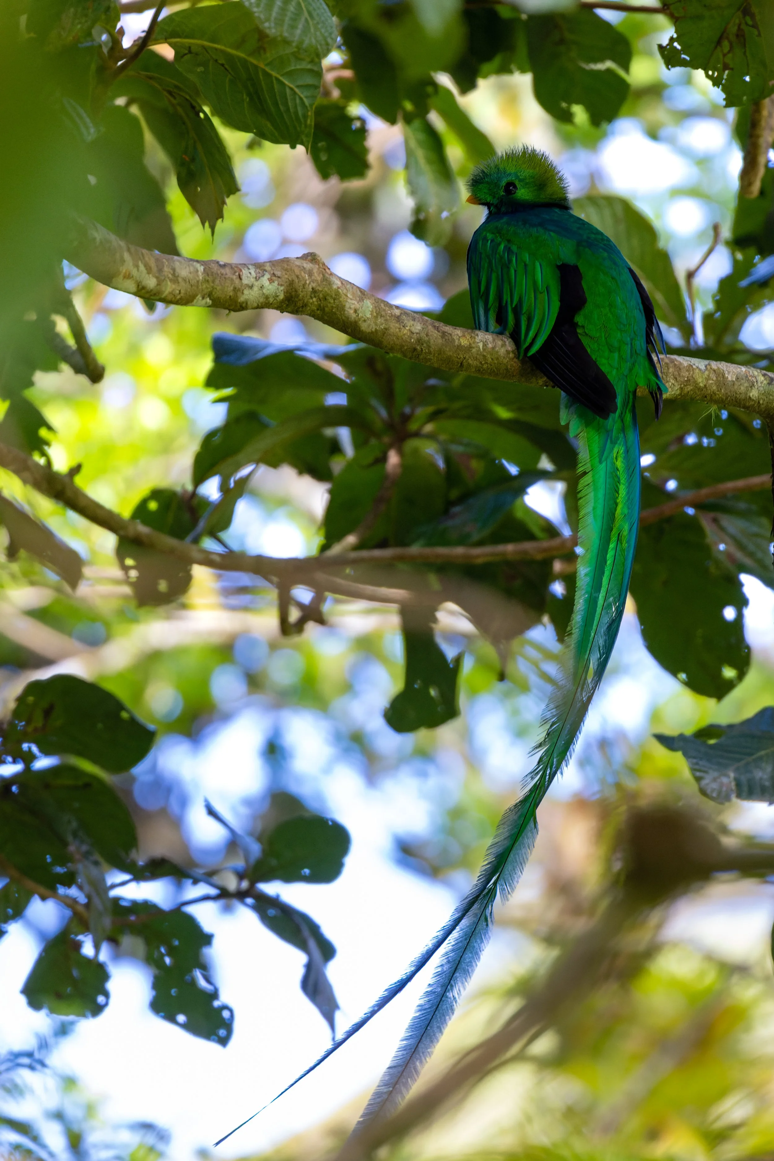 Resplendent Quetzal