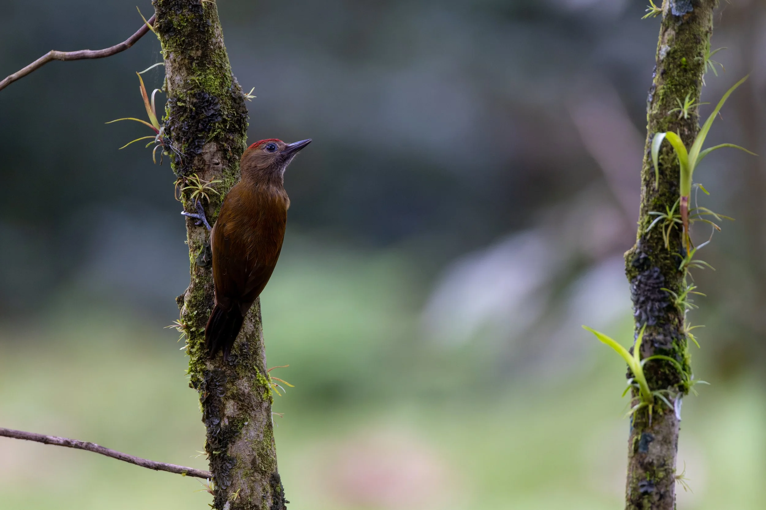 Smokey-brown Woodpecker