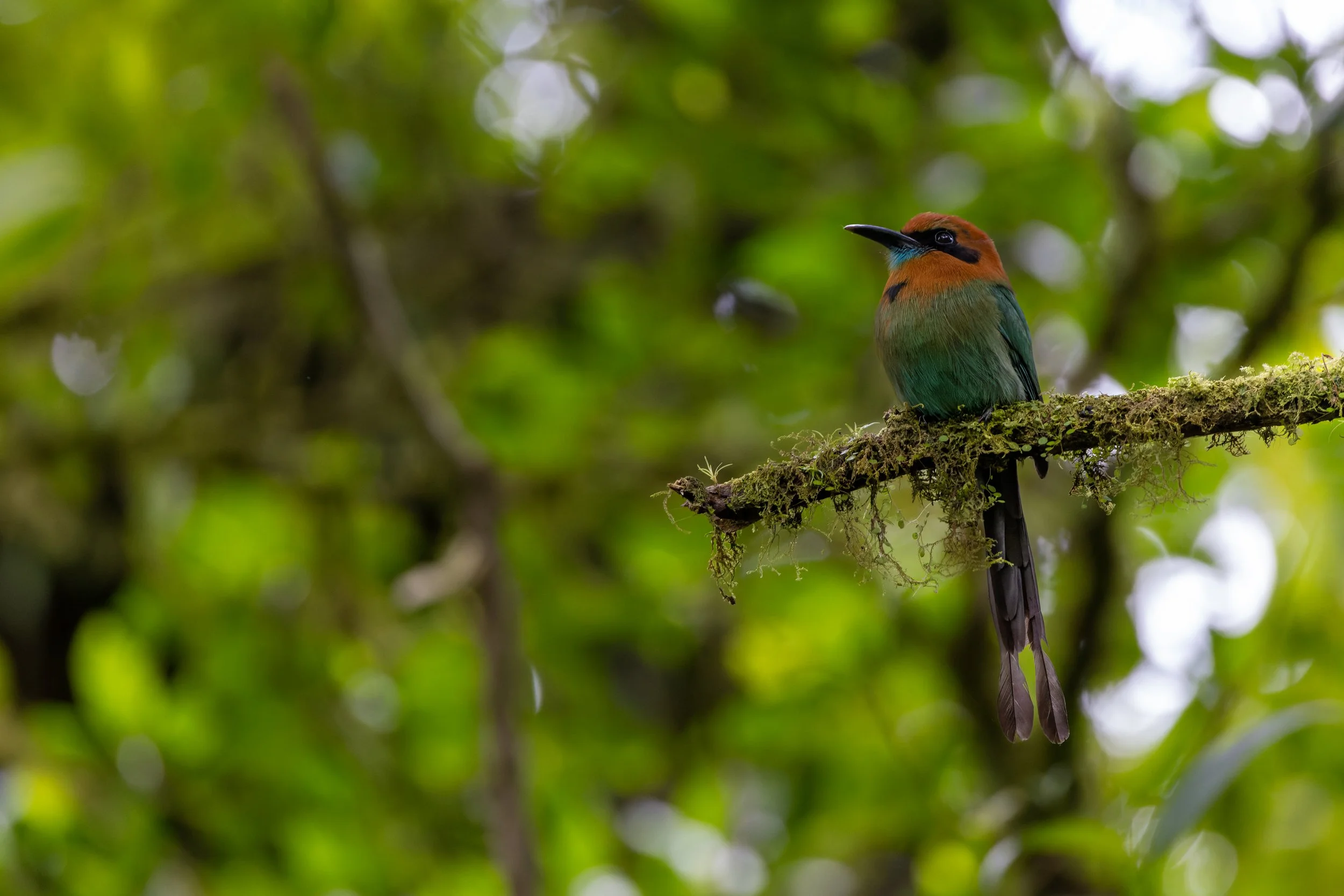 Broad-billed Motmot