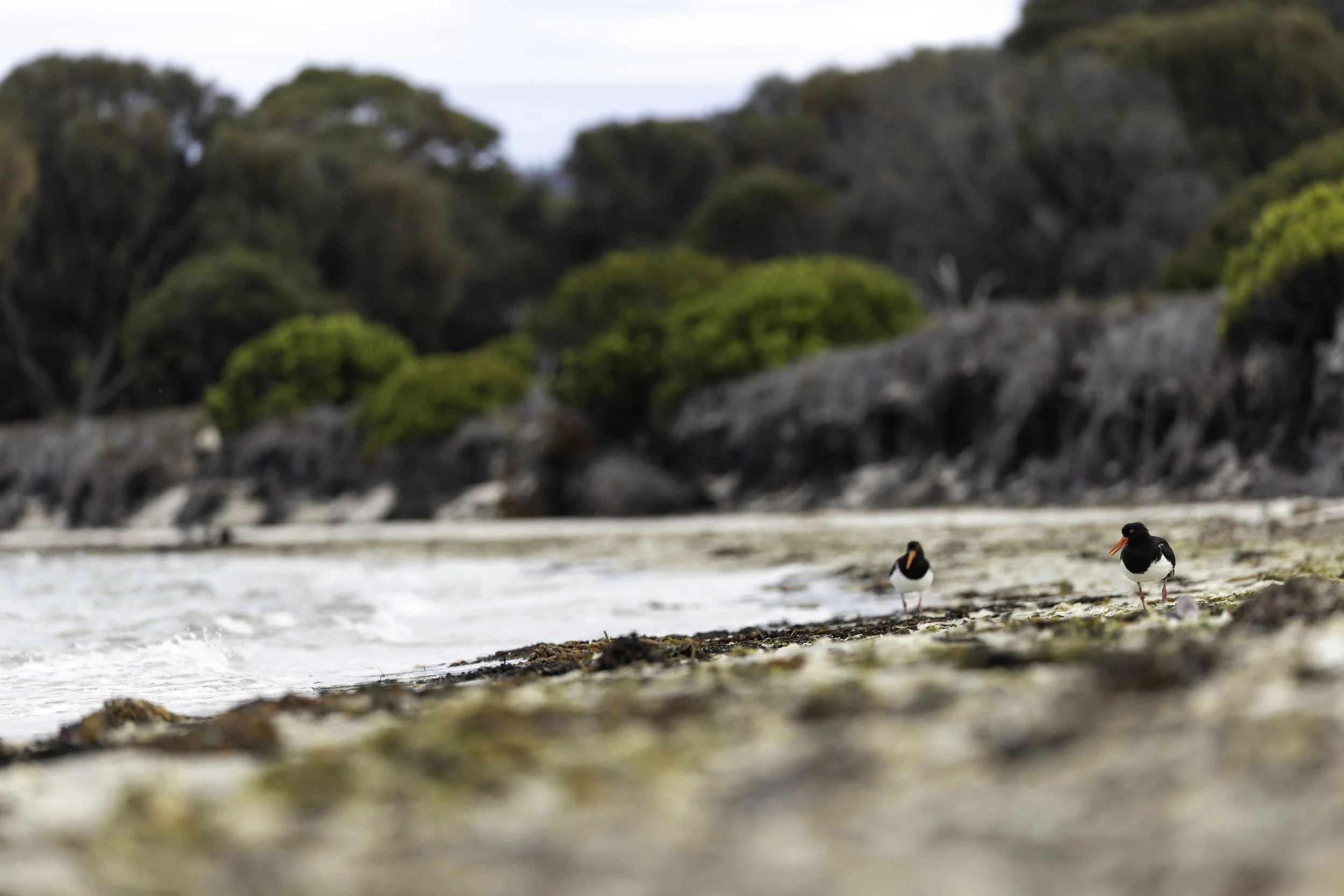 _34A9934 3-CR3_DxO_DeepPRIME.jpg