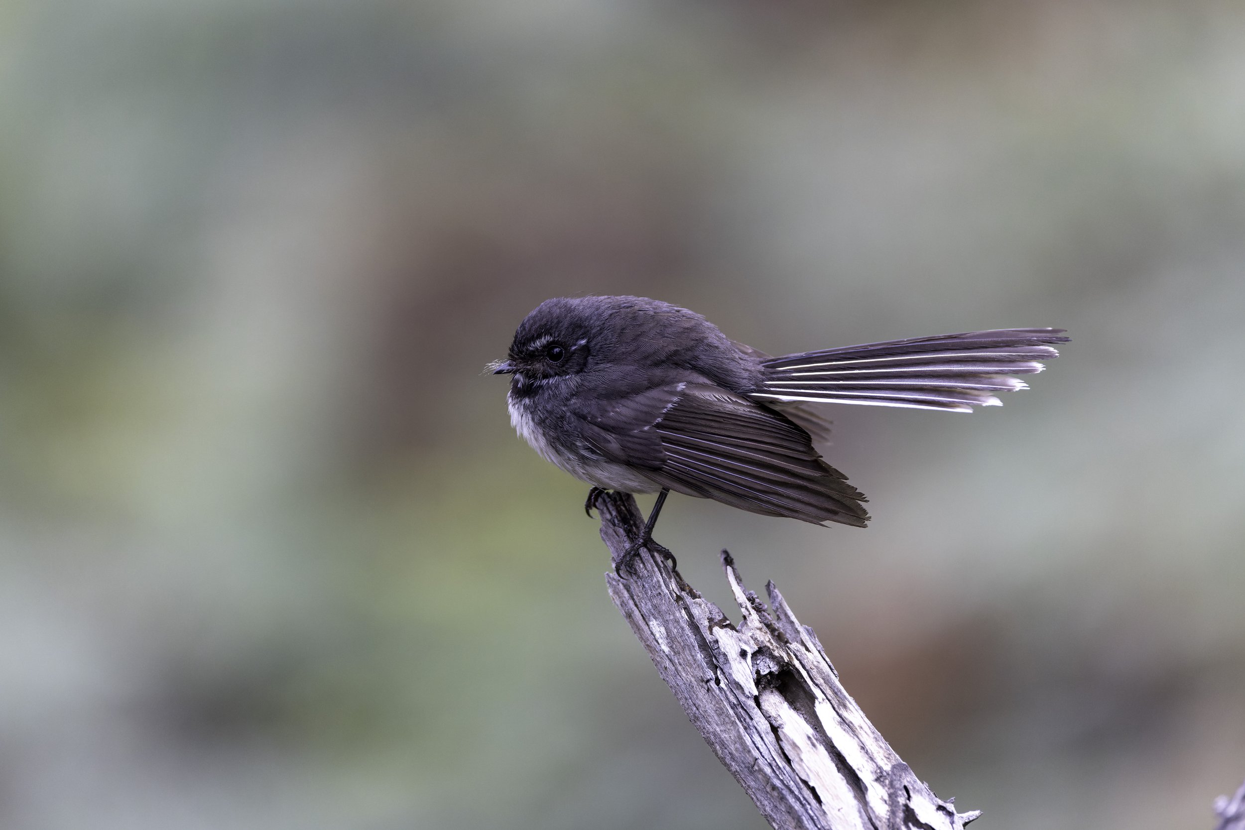 _34A0024 4-CR3_DxO_DeepPRIME-2.jpg