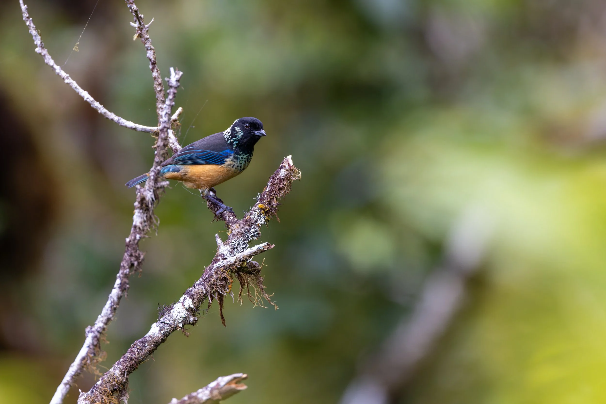 Spangle-cheeked Tanager