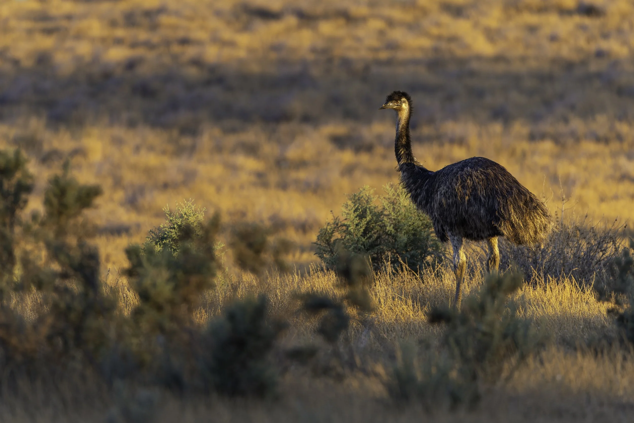 _34A2897 1-CR3_DxO_DeepPRIME.jpg