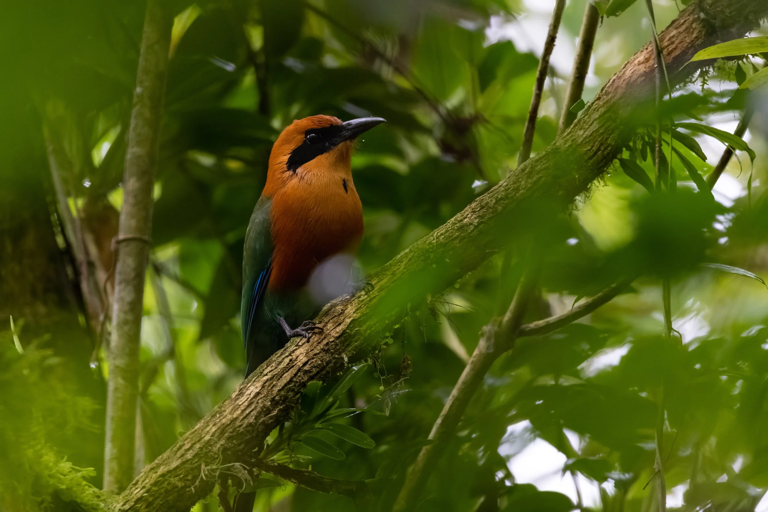 Rufous Motmot