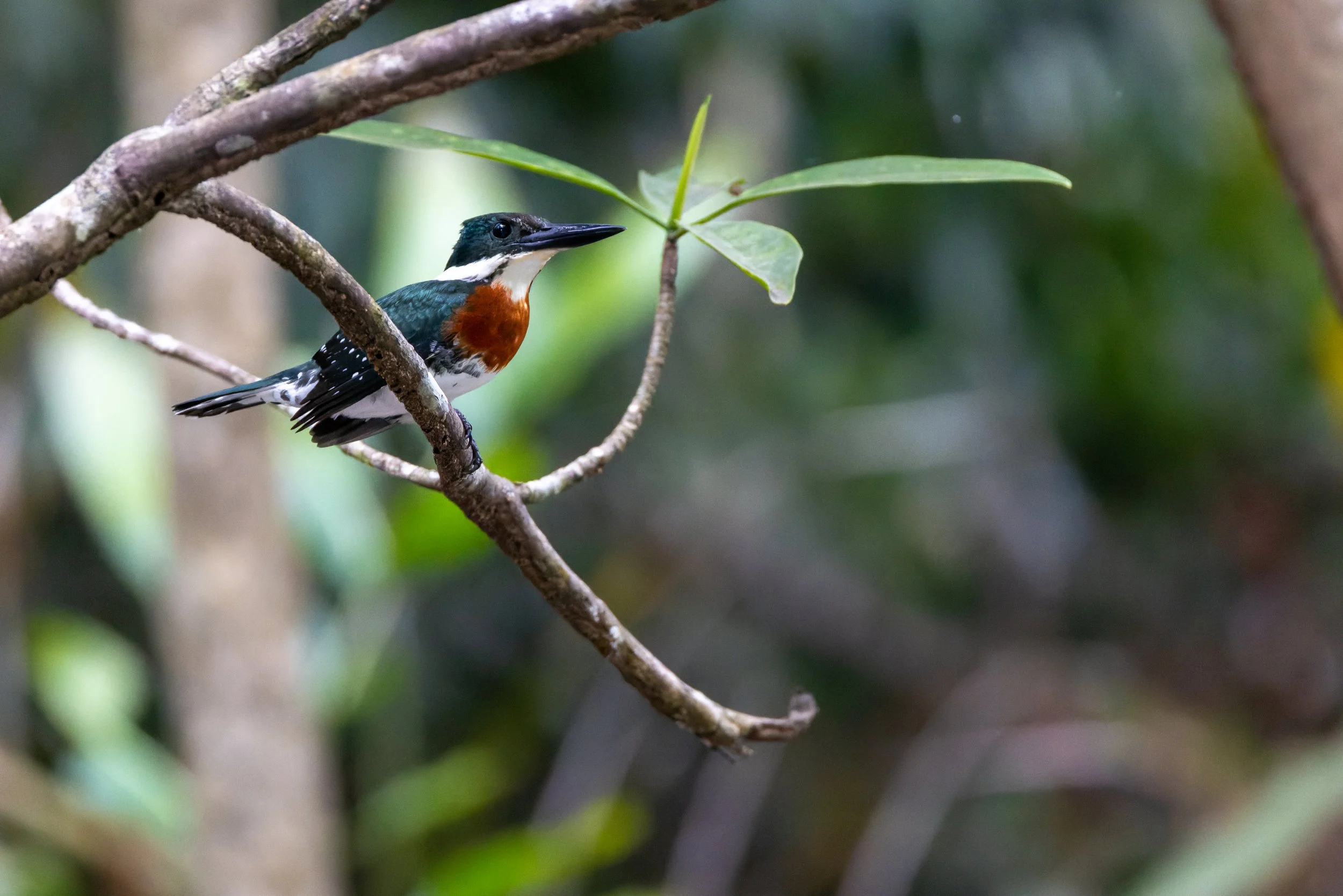Green Kingfisher