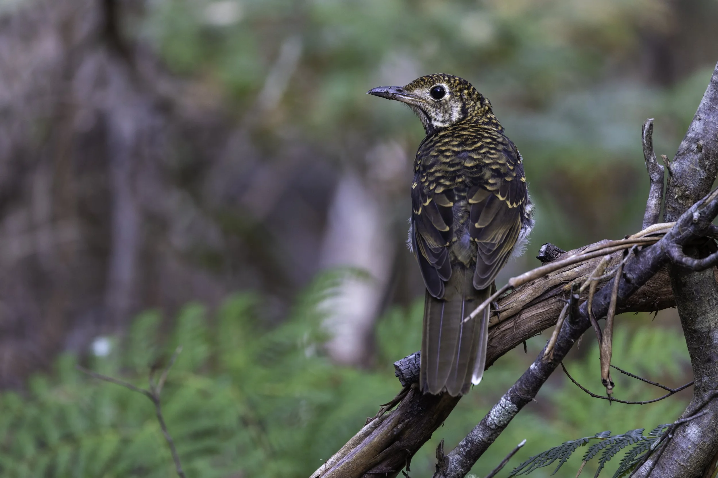 _34A0524 1-CR3_DxO_DeepPRIME.jpg