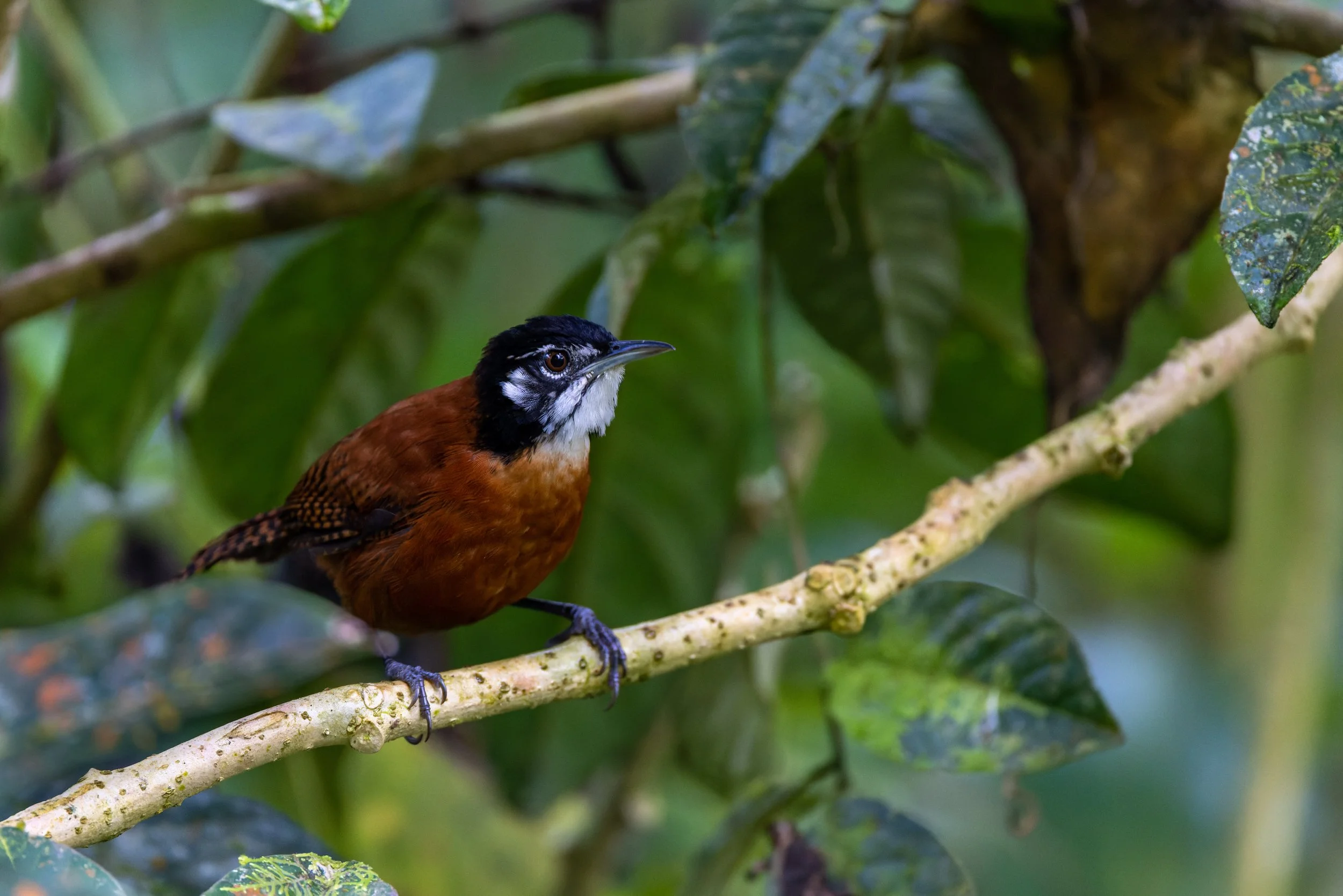 Bay Wren