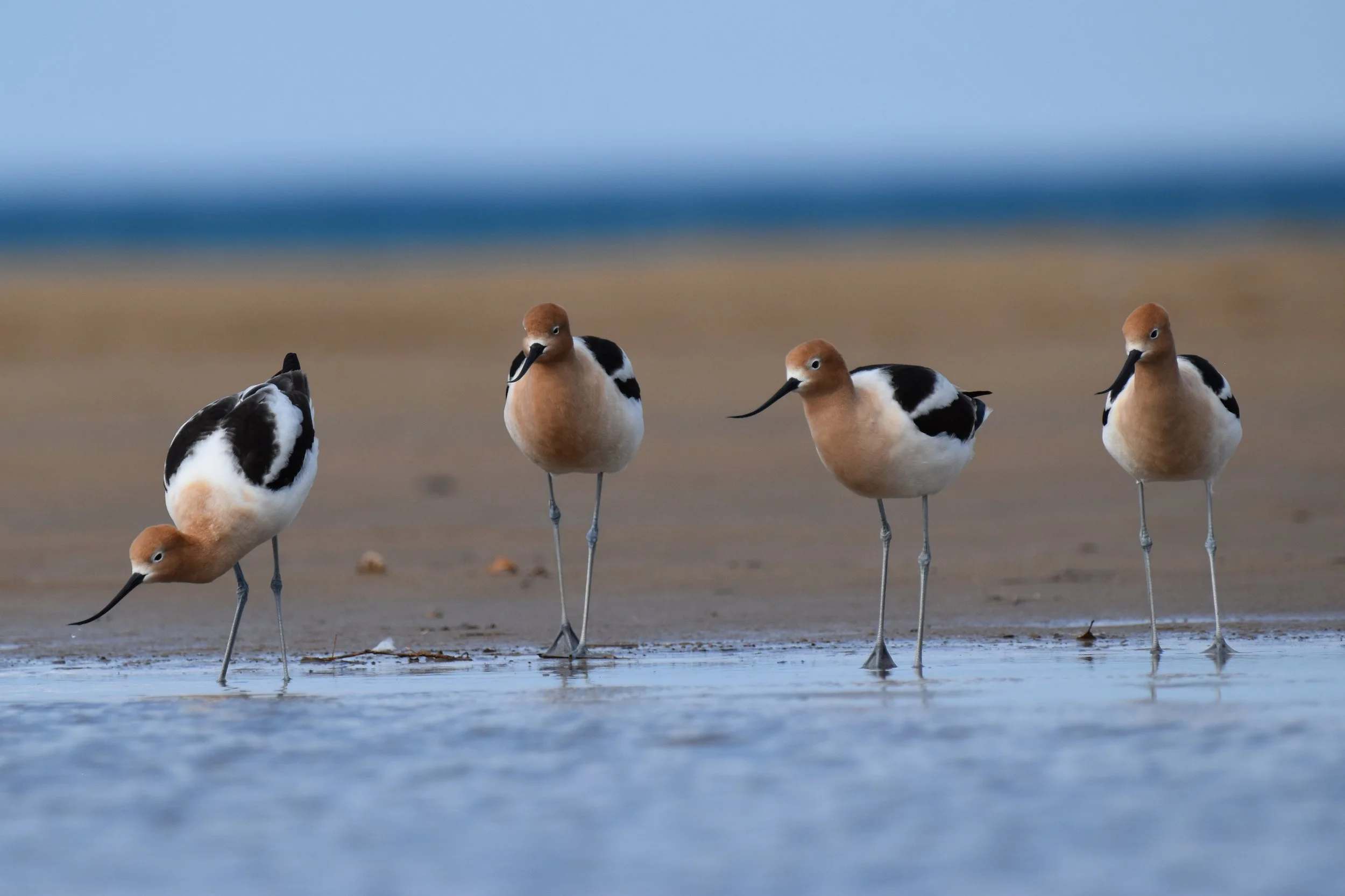 American Avocet