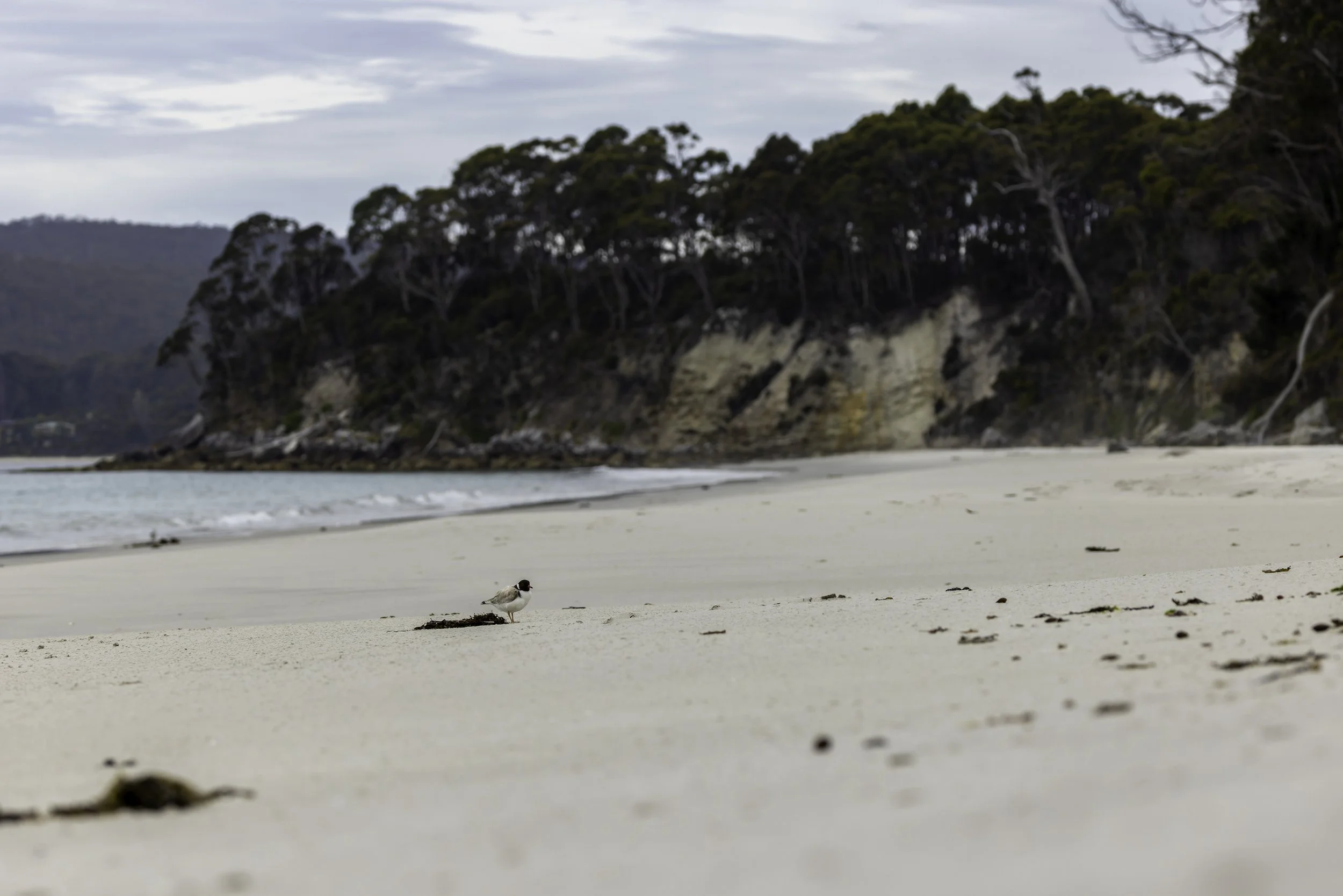 _34A9926 1-CR3_DxO_DeepPRIME.jpg