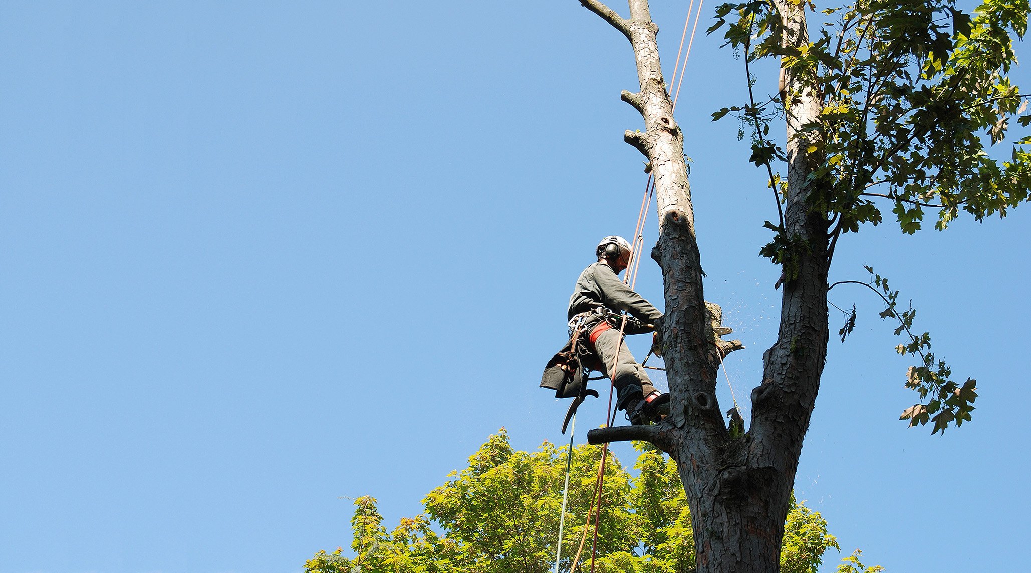 tree removal near me