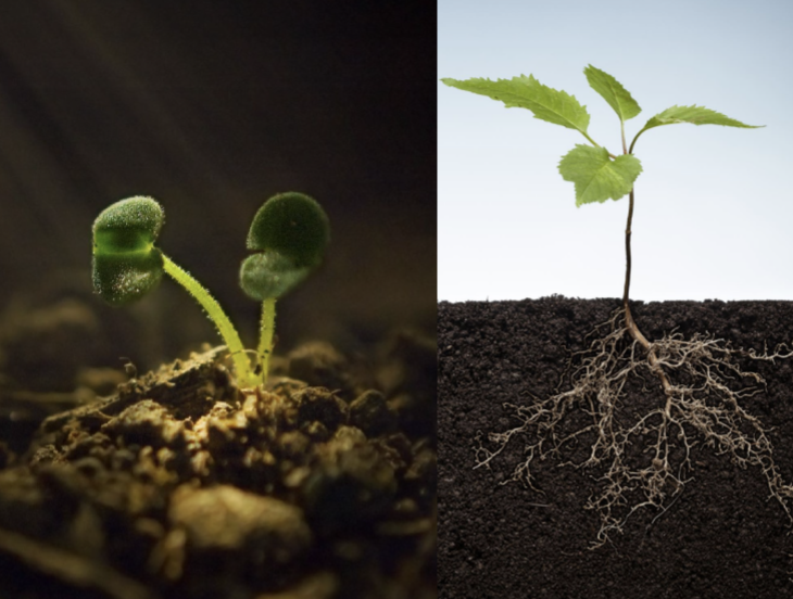 A Sustainable Early Education and Development System (SEEDS)