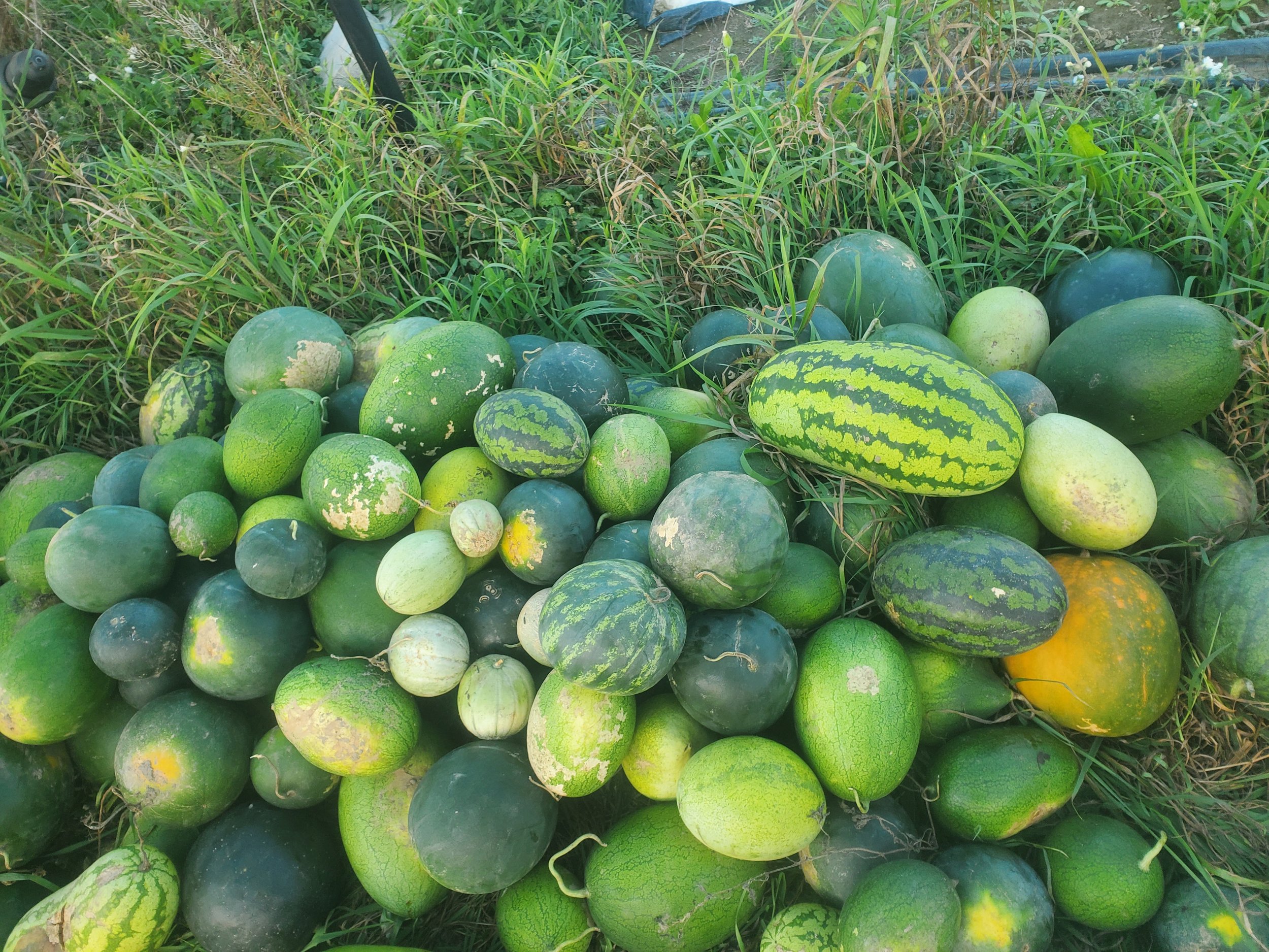 watermelon.jpg