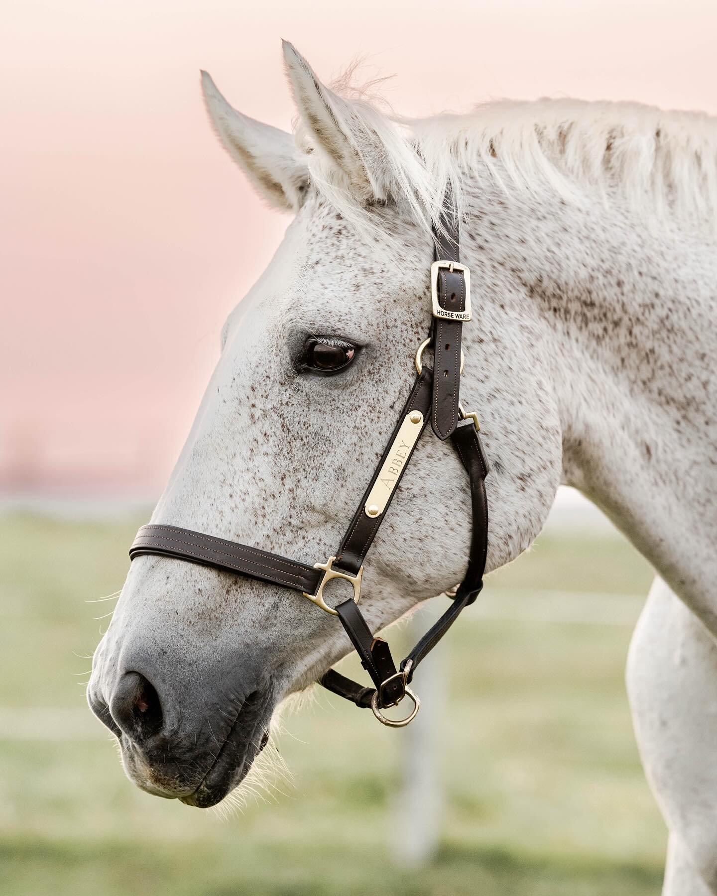 What an honour it was to spend an evening with Bethany and Abbey for this end of life session last fall 🪽 

The horse world really has a funny way of coming full circle. Abbey initially caught my attention nearly five years prior, when one of my tea