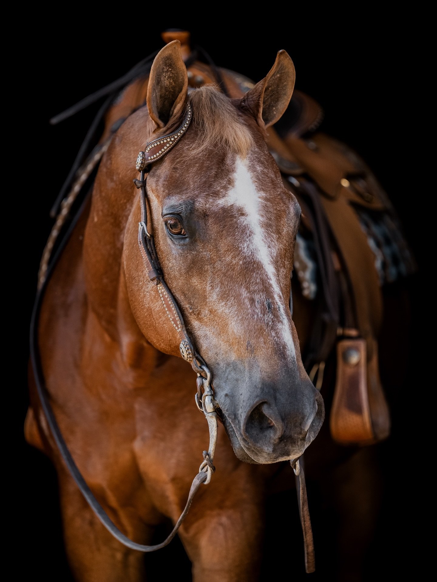 Amblins First Asset 🧡

#aqha #equinephotography #horsephotography #westernpleasure #equestrianlife