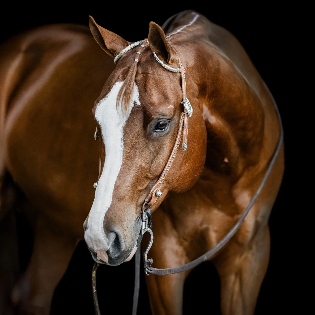 I Suggest A Krymsun 🎤 

#americanquarterhorse #equinephotographer #equineportrait #newbrunswickphotographer #equinecreative