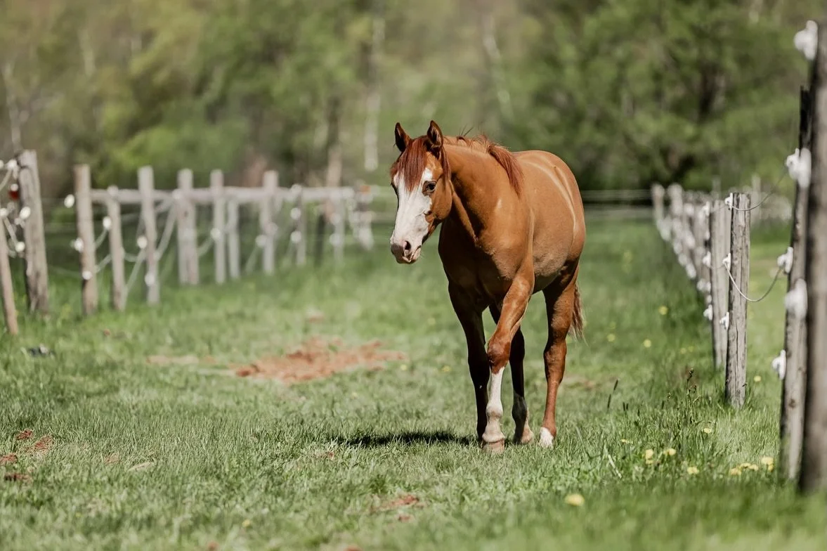 The irony of being a photographer and never taking nice photos of your own horse. Good weather + first week out on the grass pasture means Polly gets her own spot on the feed ☀️🌾 

Ruf Town Girl 🎀 
2025 filly by @shiningintown x Lil Night Rider