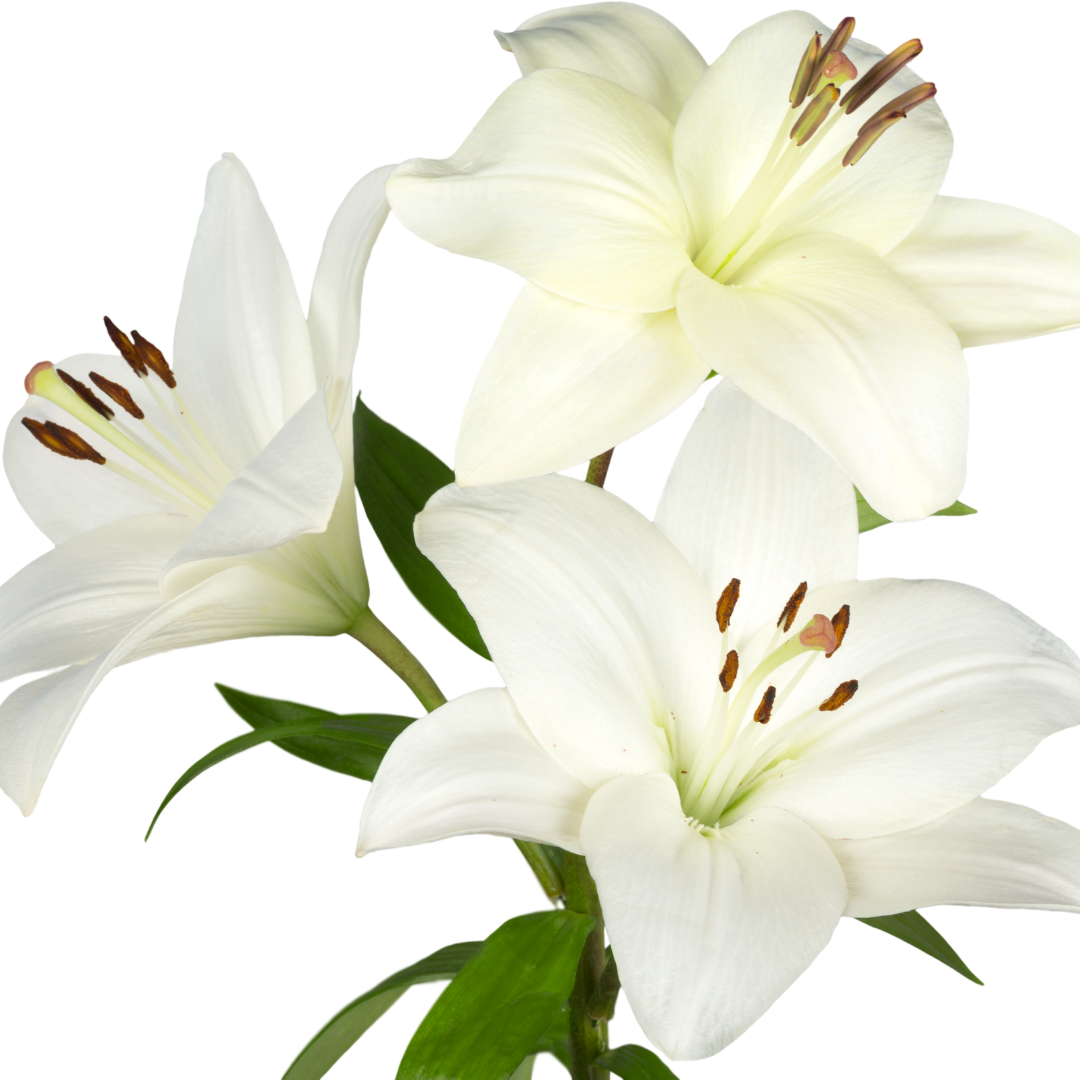 Easter Lily