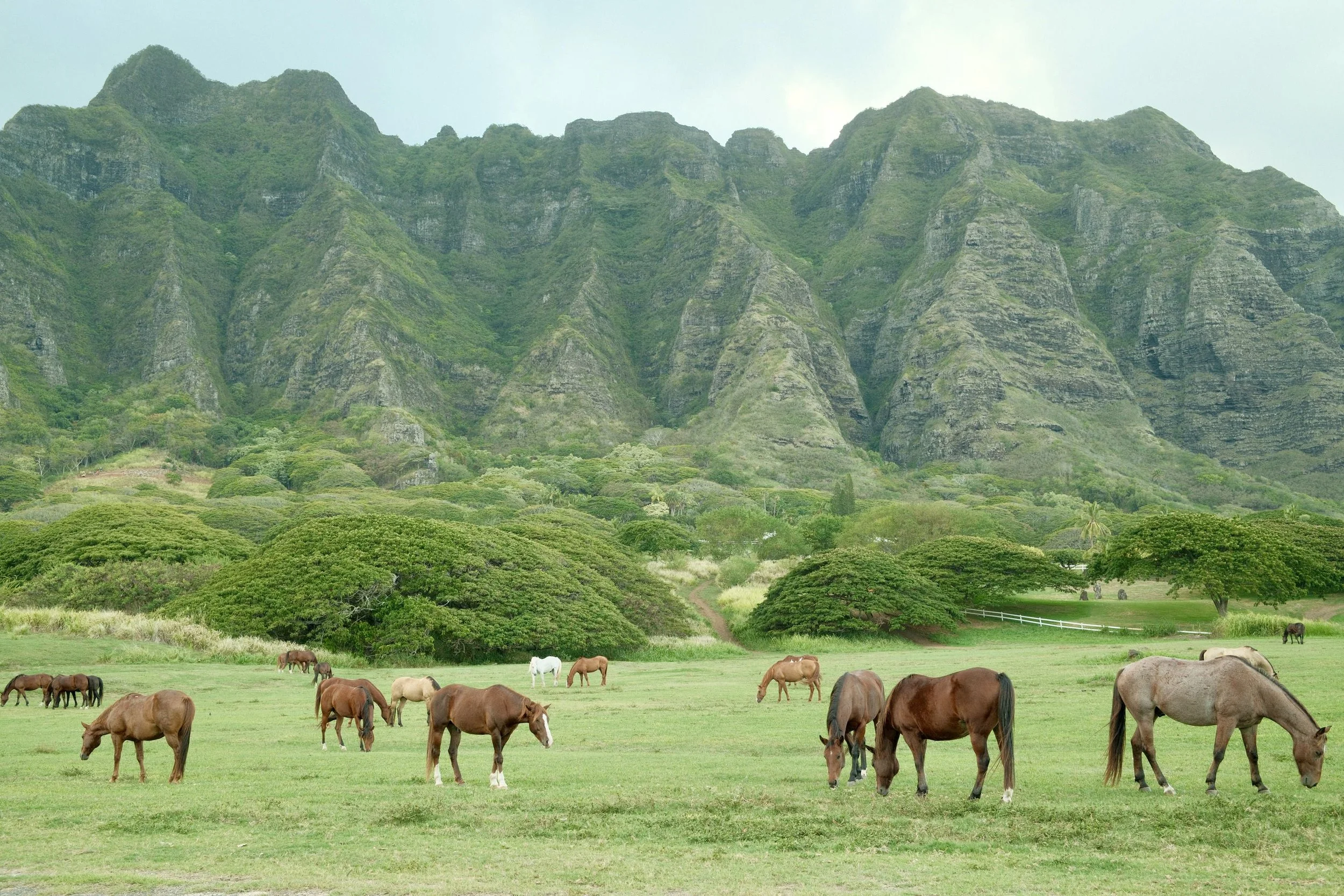 Hawaii Horses