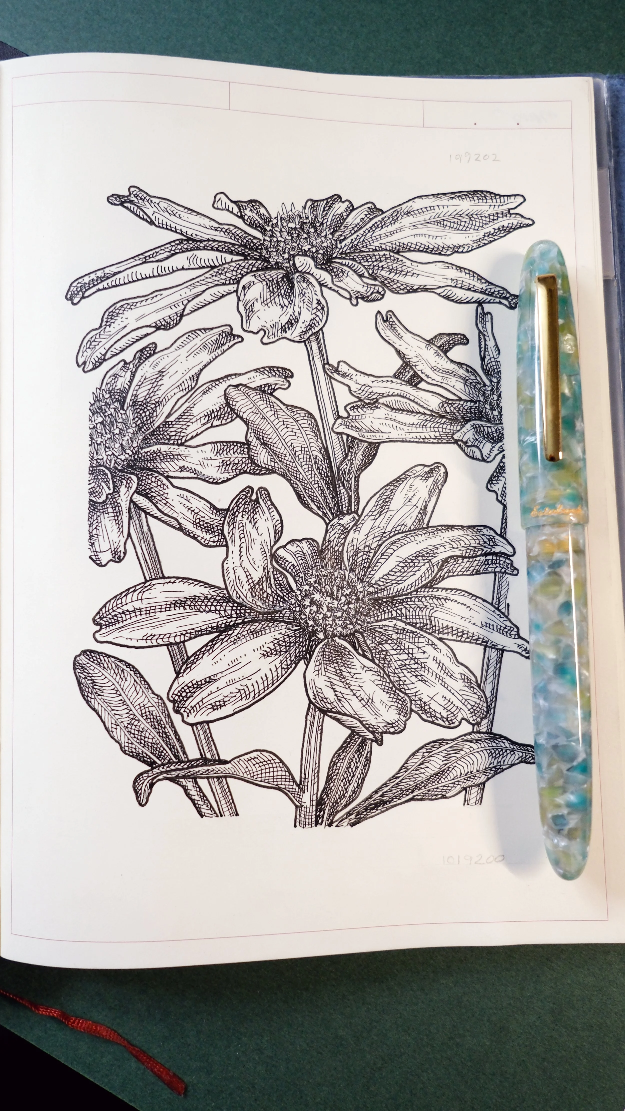 Botanical illustration drawn with an Esterbrook Estie broad nib fountain pen