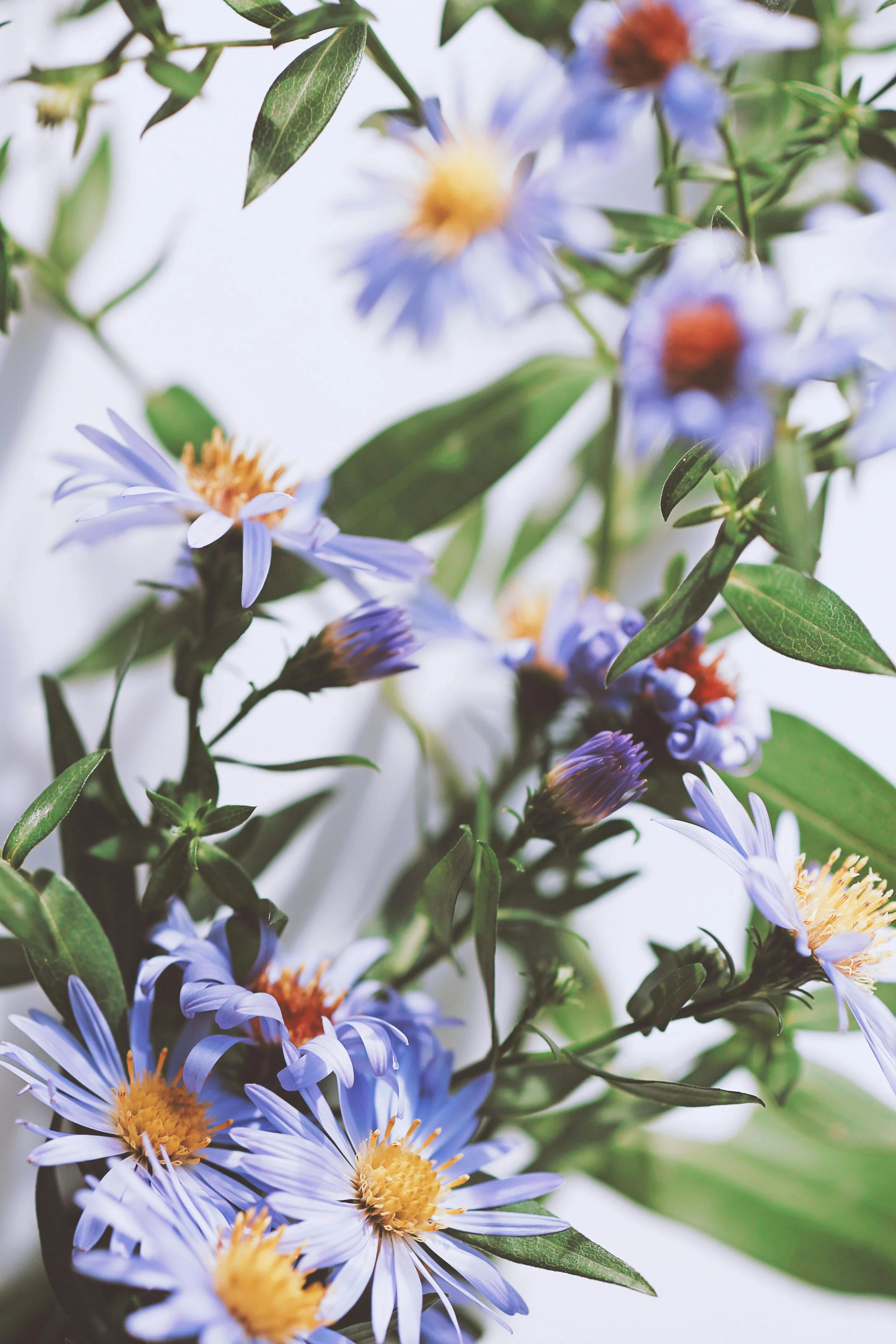 A close-up of a bouquet of light purple and yellow flowers with green leaves.