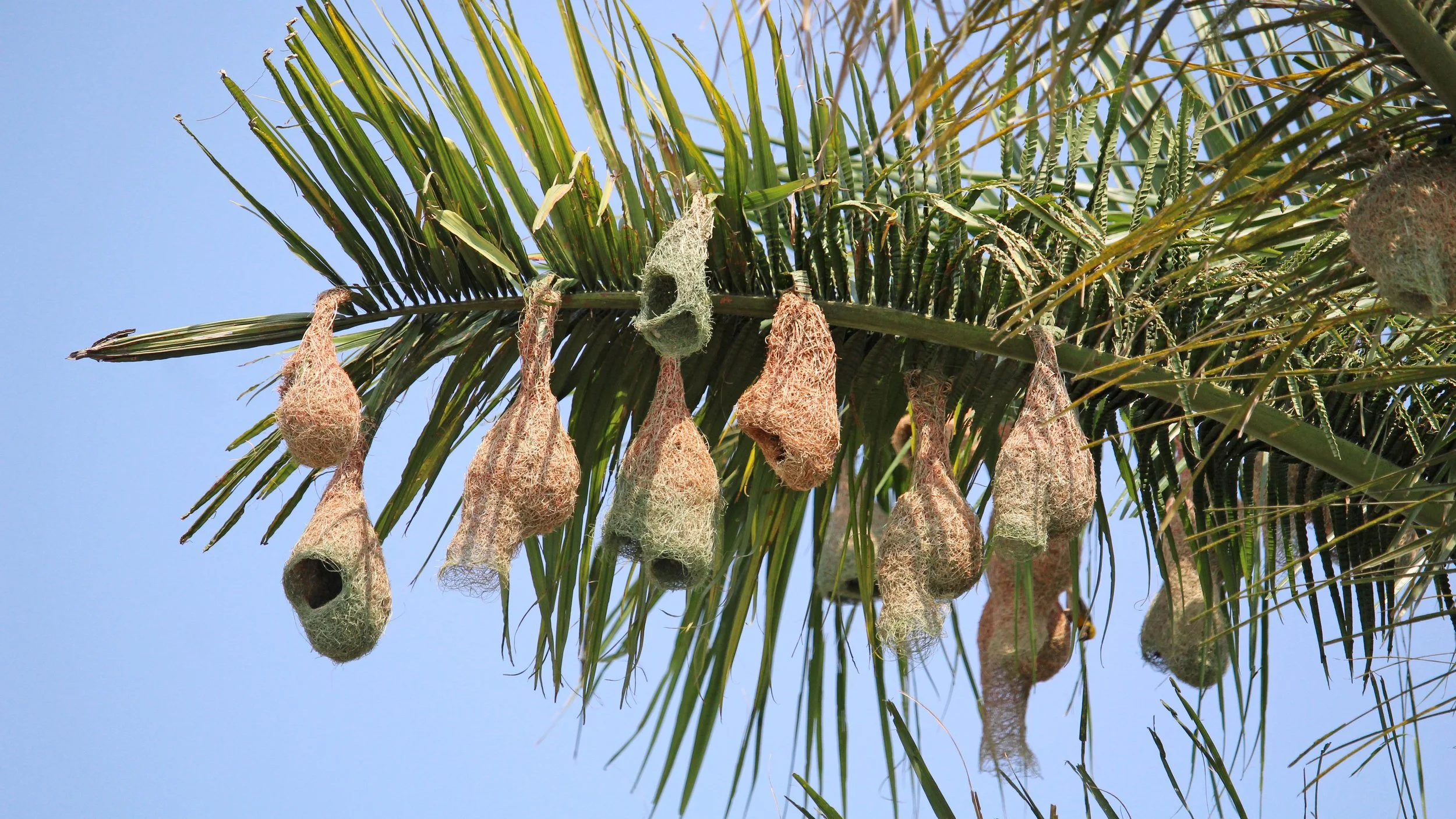 A palm tree with hanging bird nests or bags, set against a clear blue sky.