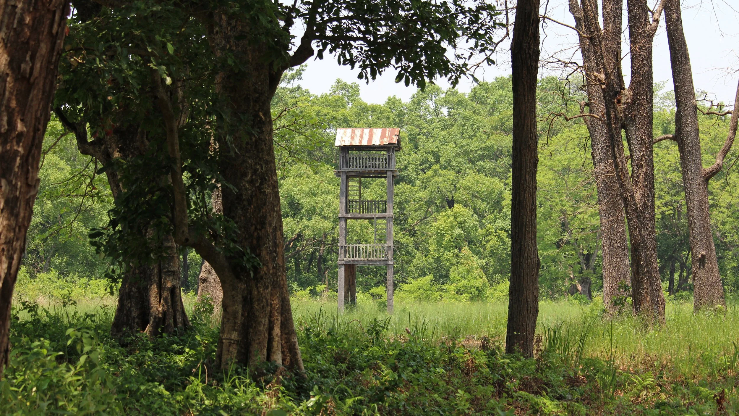 A wooden tree stand is seen in the middle of a lush forest with tall trees and green foliage surrounding it.