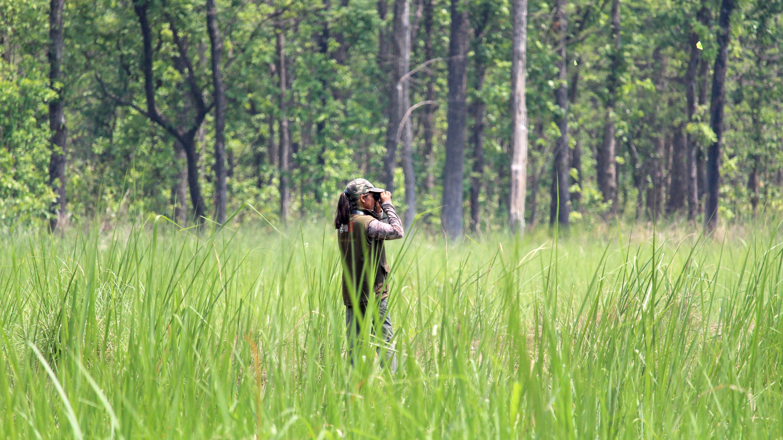 A person in outdoor clothing using binoculars stands in tall green grass in a forested area with trees in the background.