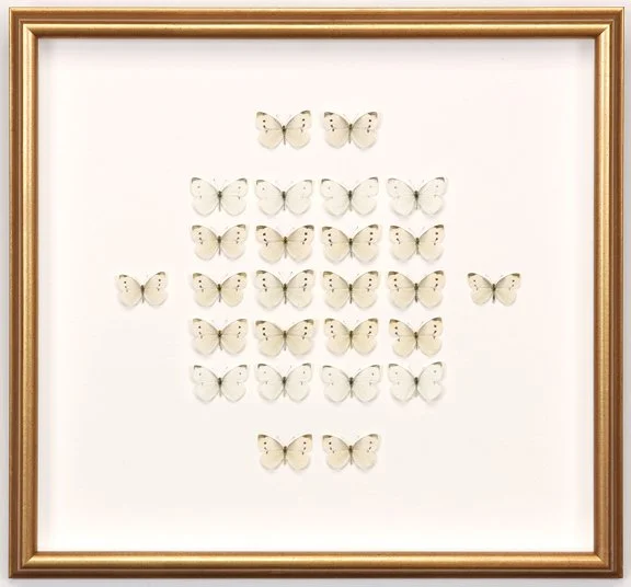 Untitled (Elegy to Sandy Hook) |
Butterflies |
18” h x 19.25” w x 1.5” d |
2013 |
In “Untitled (Elegy to Sandy Hook)” I felt compelled to take some action, memorialize in some way the 12 girls, 8 boys and 6 women who lost their lives there. I wan