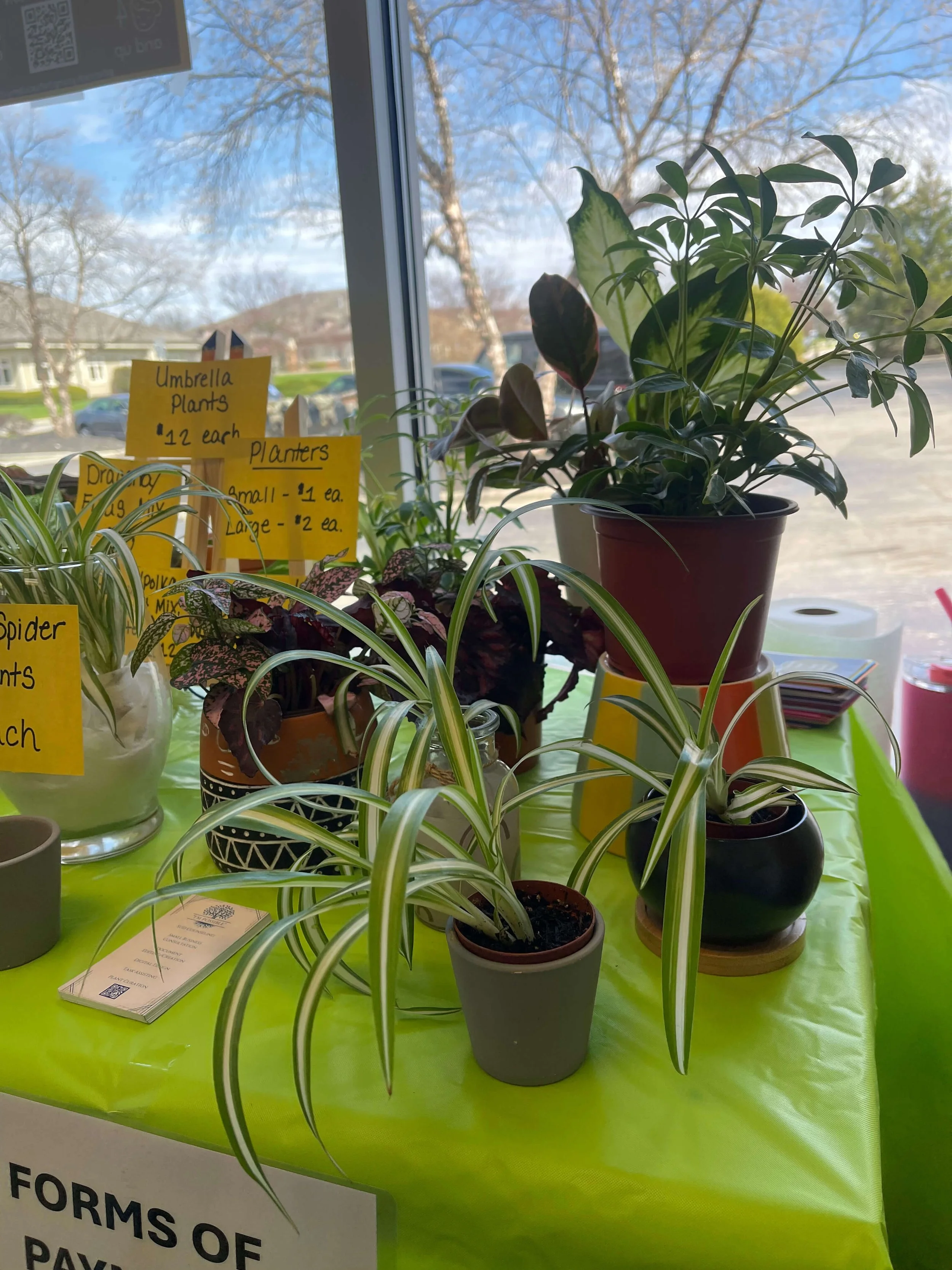 Paint,PlantGrow-Photos32.jpg