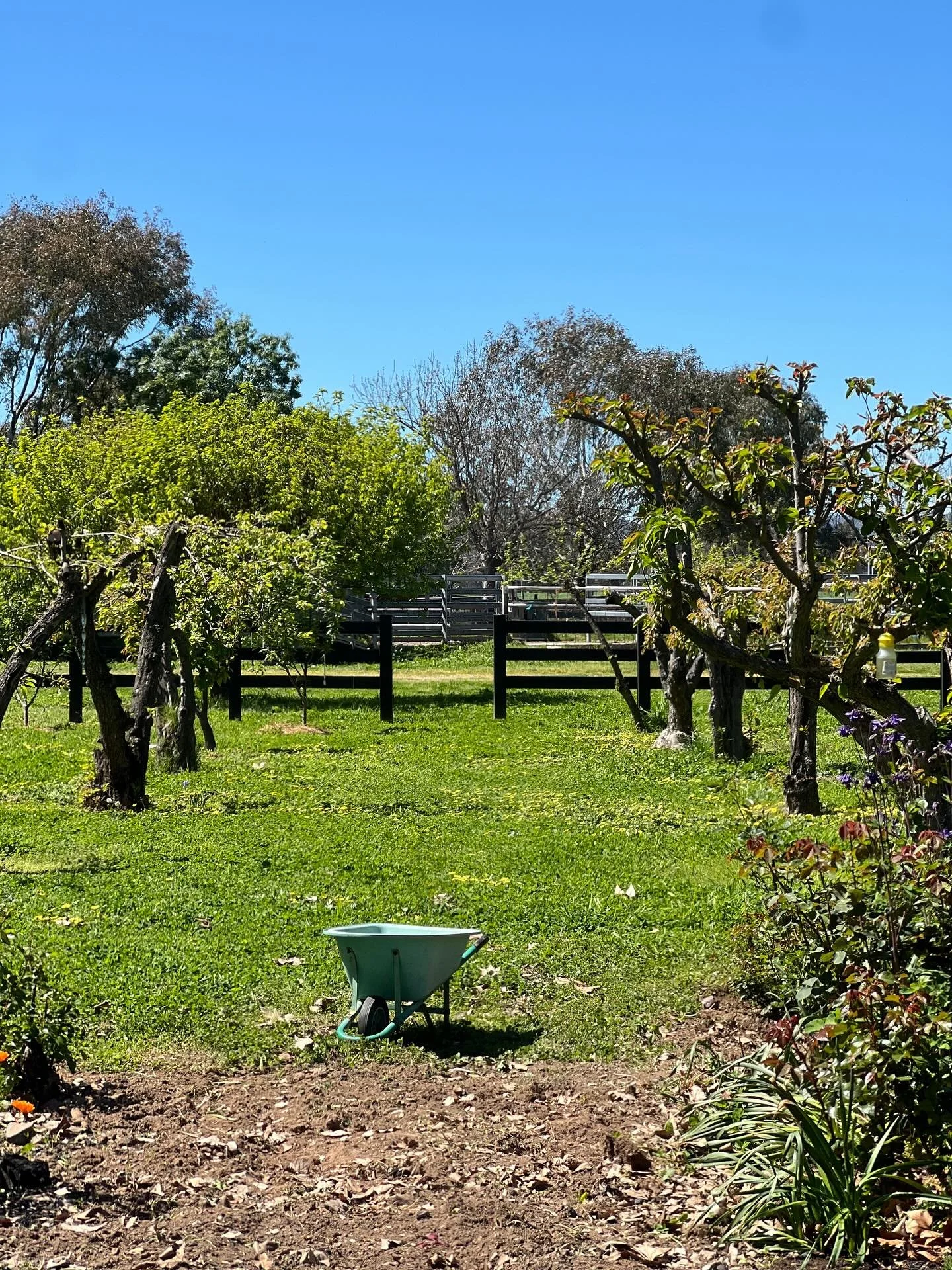 I often say I love design consults. It&rsquo;s the start of the design process at Blossom &amp; Pollen - where I share whatever ideas come to mind - freely, creatively, with function, form, structure, plants and place woven together in real time whil