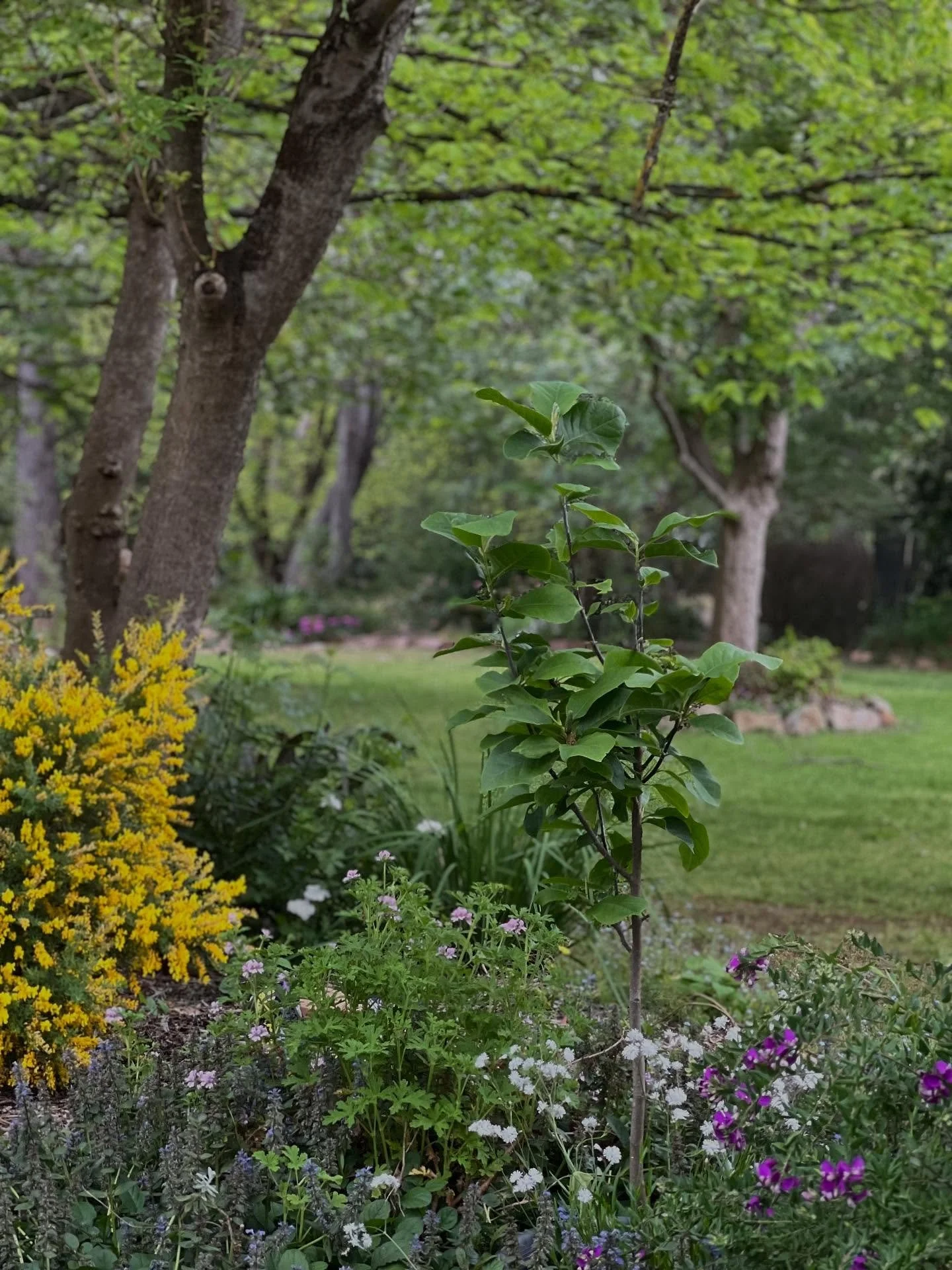 The Garden on Grant: almost a year since we picked up the keys to our country home and two years since we made the lifestyle change from Melbourne. We&rsquo;ve seen all the seasons now, and with some love, the garden is starting to share many spring 