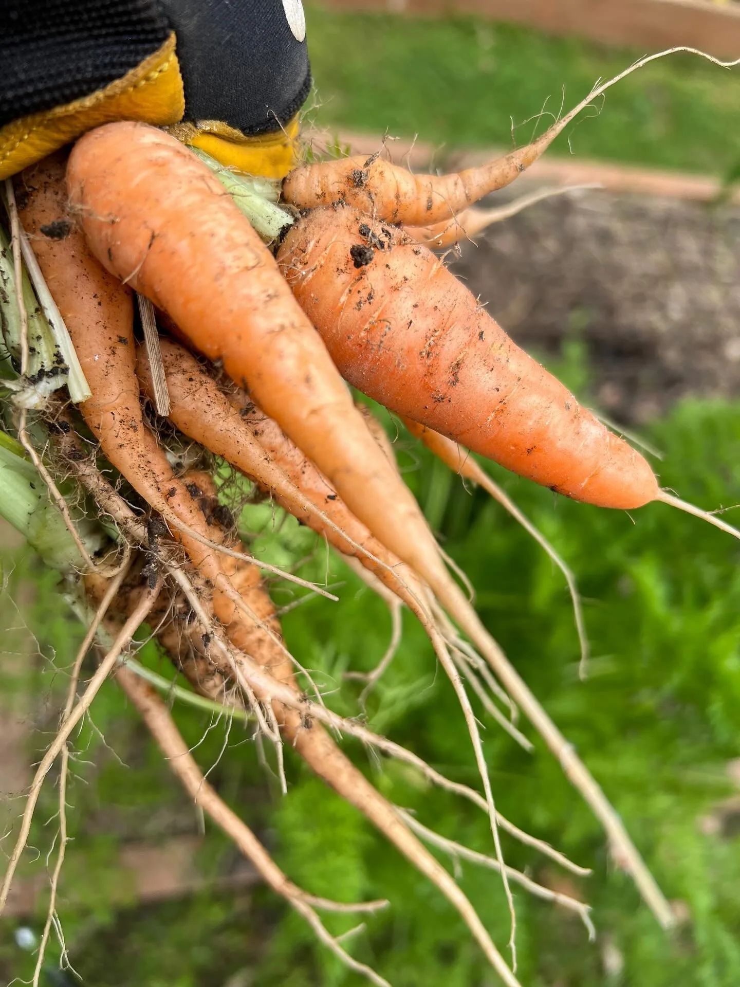 The best handfuls! These won&rsquo;t last long with the kids after school today 💚🌱 #growyourown #mygarden #mypatch #homegrown #gardendesigner #benalla #productivegarden #carrots