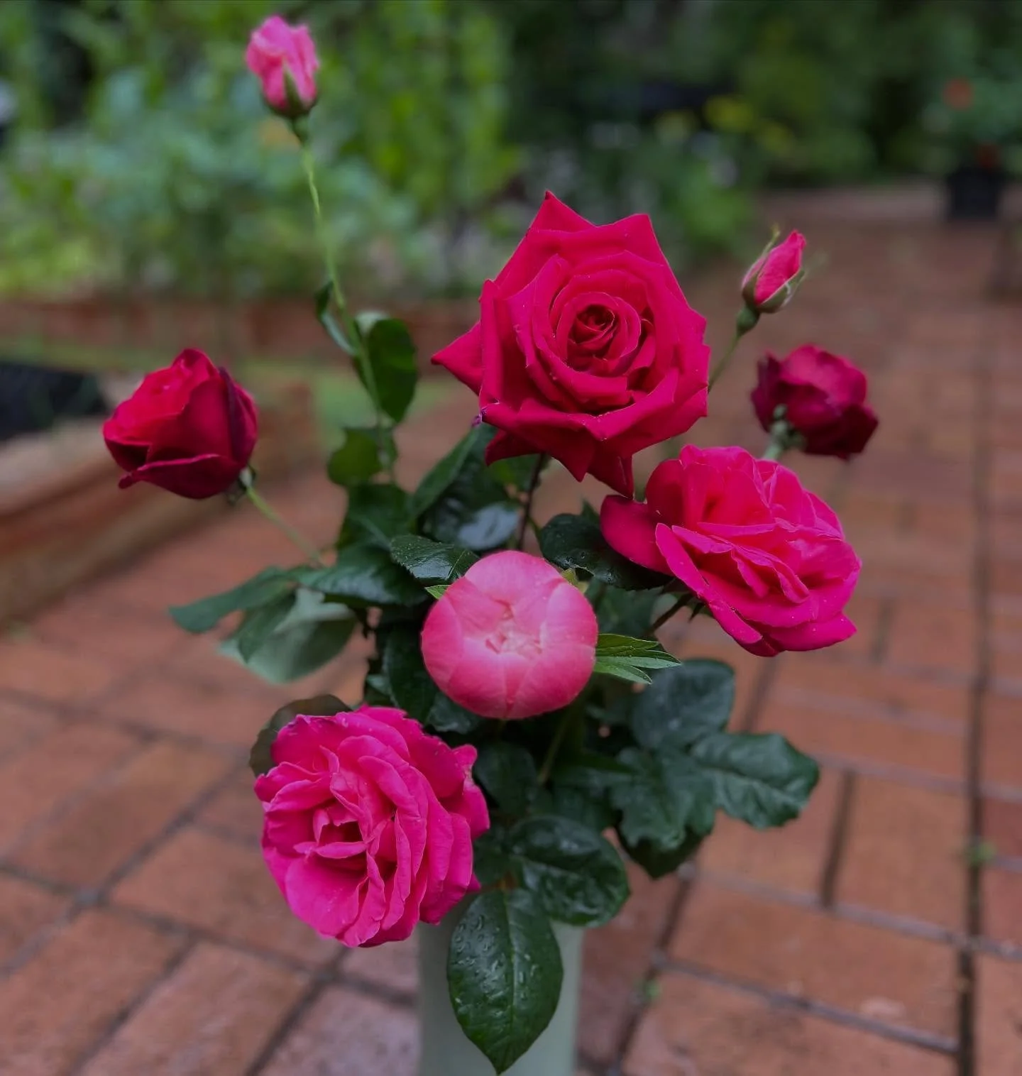 The freshest of bunches. Picked before the rain settles in. Gardening in the rain is delightful. Drenched shirt. Heart full 💚🌱#gardendesign #gardendesigner #roses #peonies #countrygarden #grownnotflown #landscapedesign #landscapedesigner #moderncot